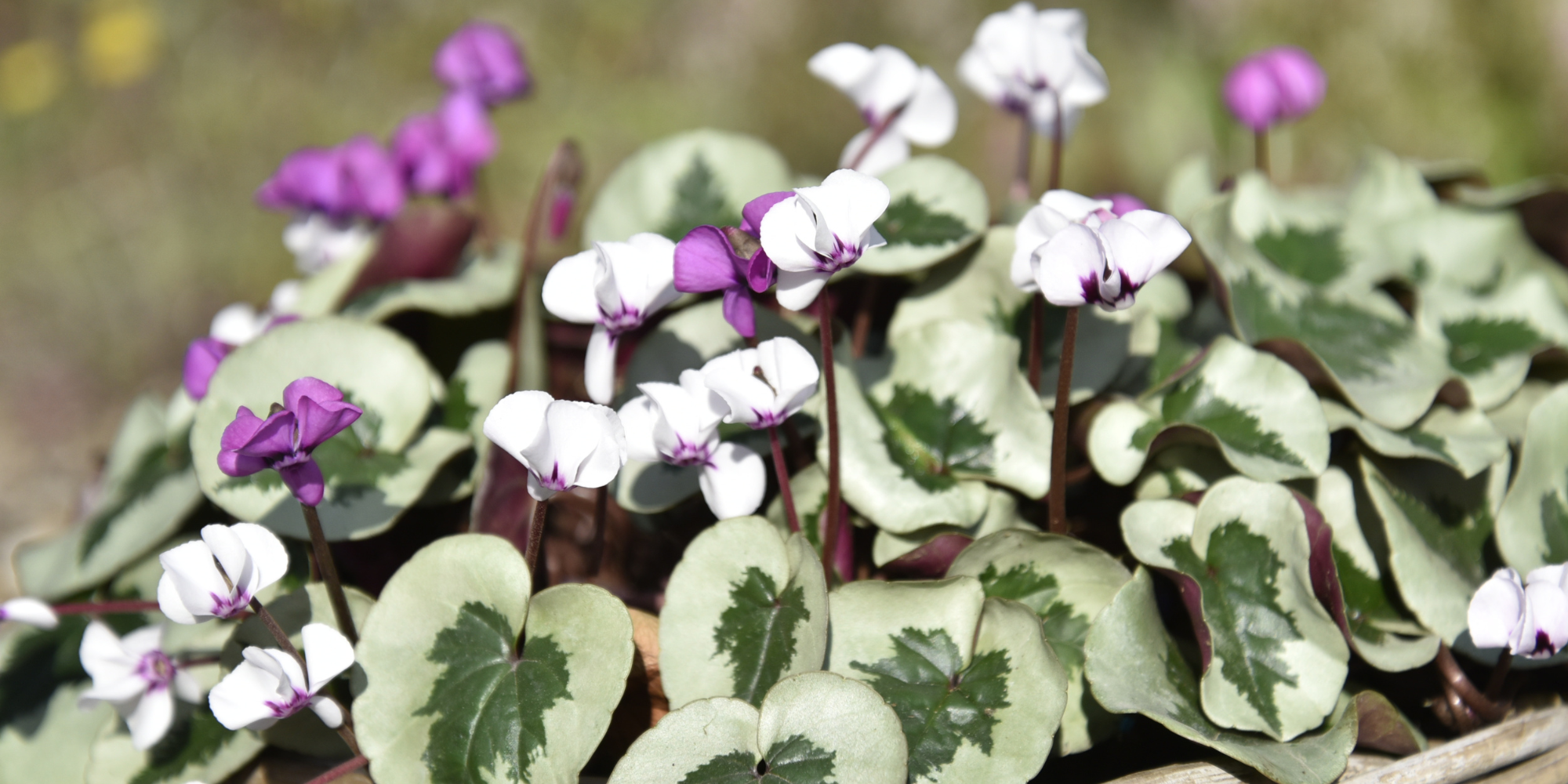Botanical Cyclamens: Morel Flowers unveils the wider offering on the market