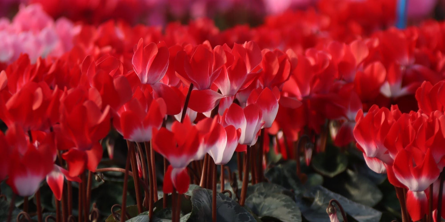 INDIAKA® Red, the first-ever red bicolor cyclamen!