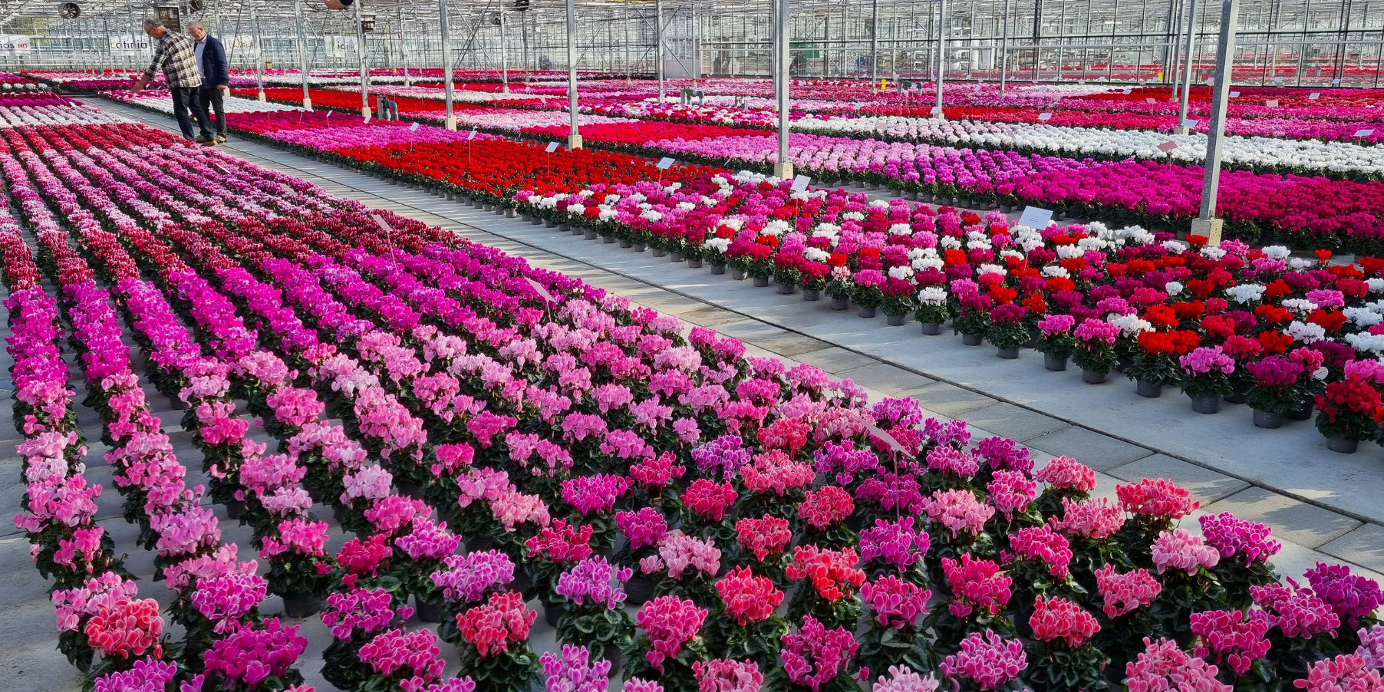 Inside the Morel Trials at John Mostert’s in the Netherlands