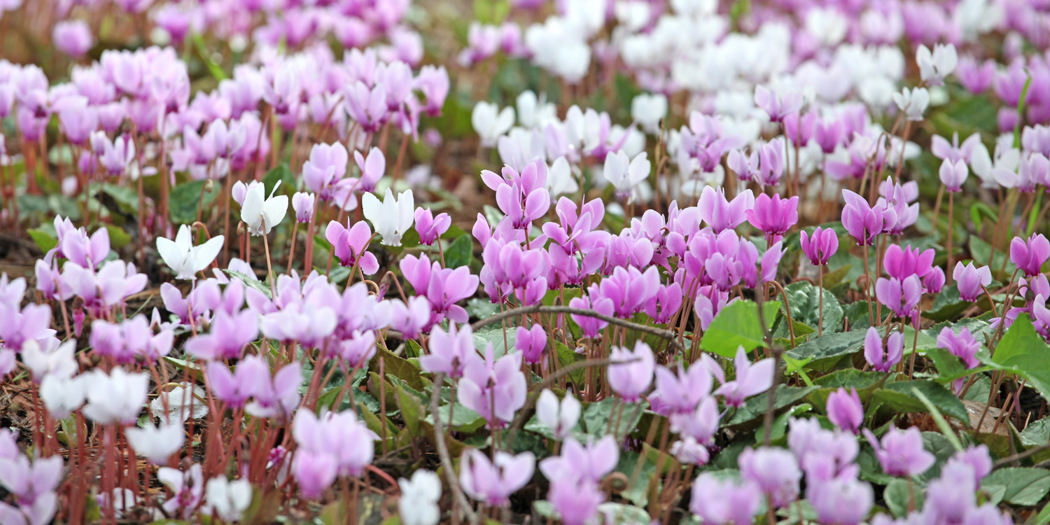 Morel Flowers to Make Debut at Four Oaks Trade Show 2025