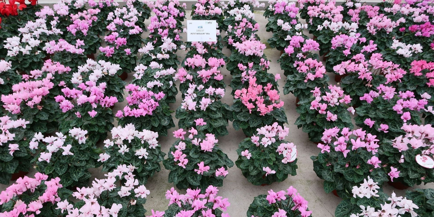 PETIT MOULIN® More than 100 days of flowering!