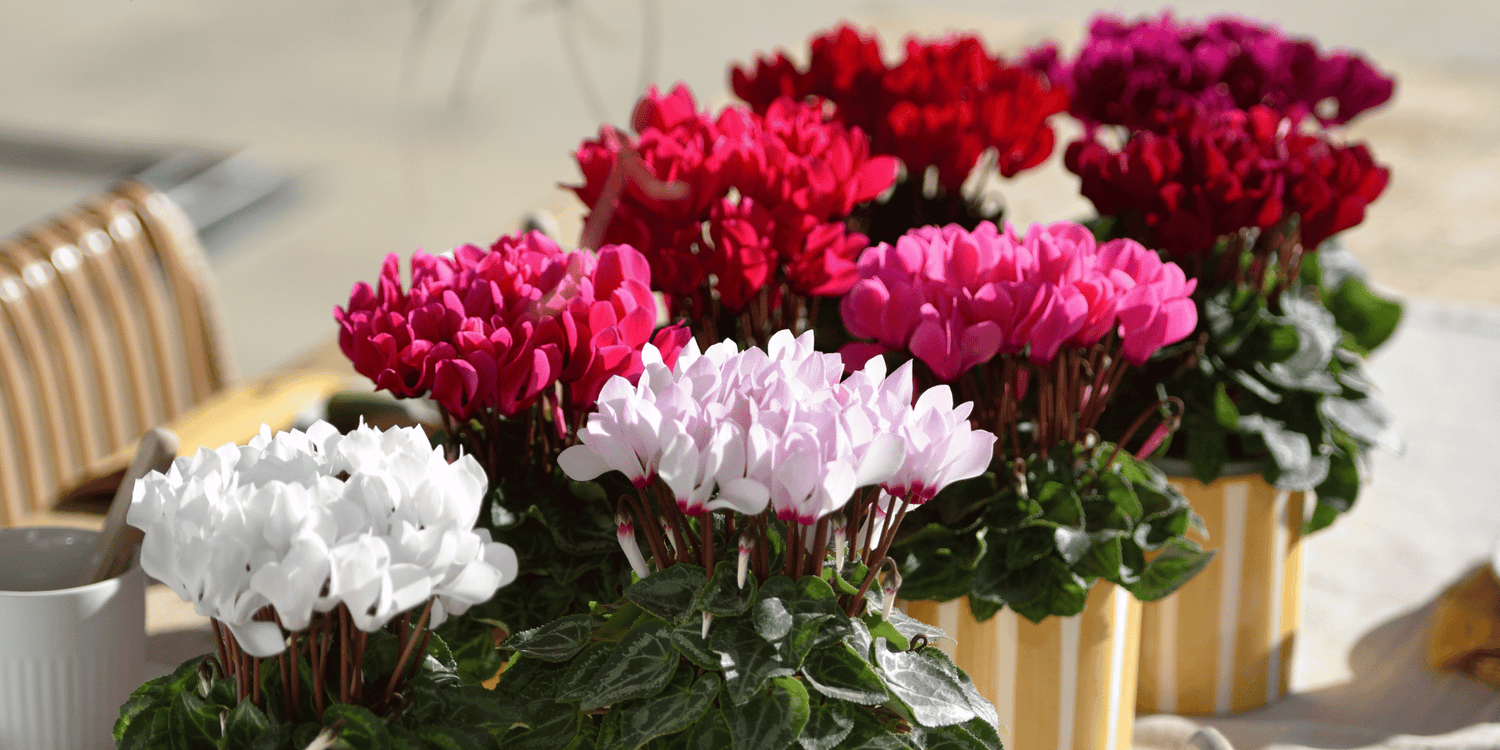 MACARON® Mini Cyclamen: Compact, Uniform, and Efficient