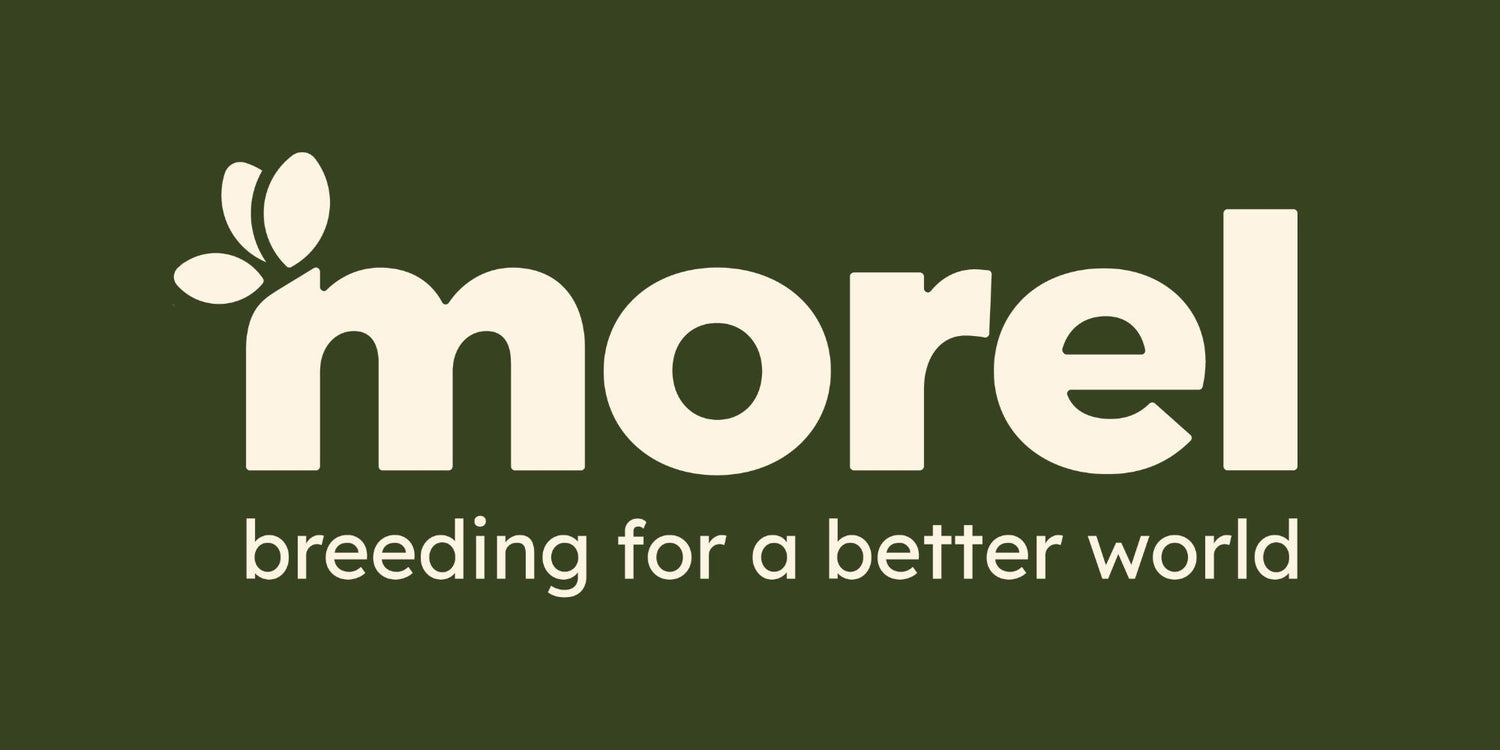 new-logo-morel-cyclamen