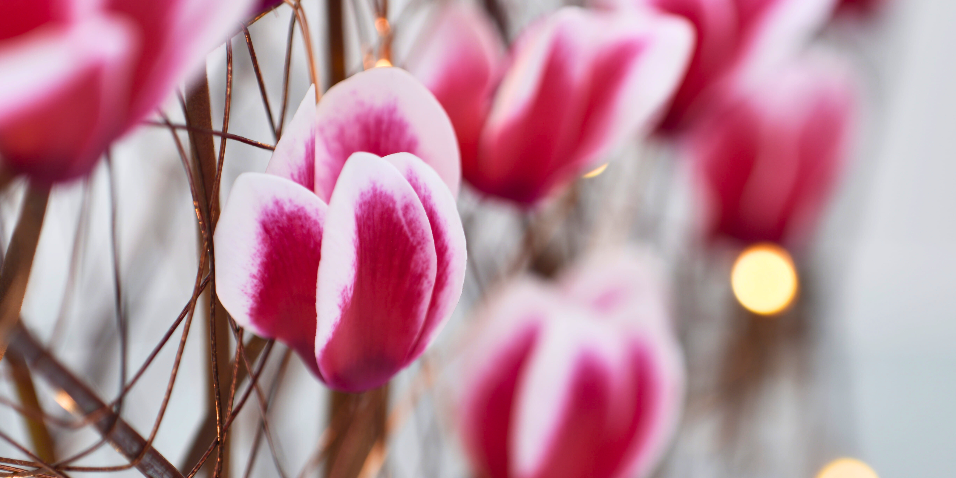 Christmas Collection