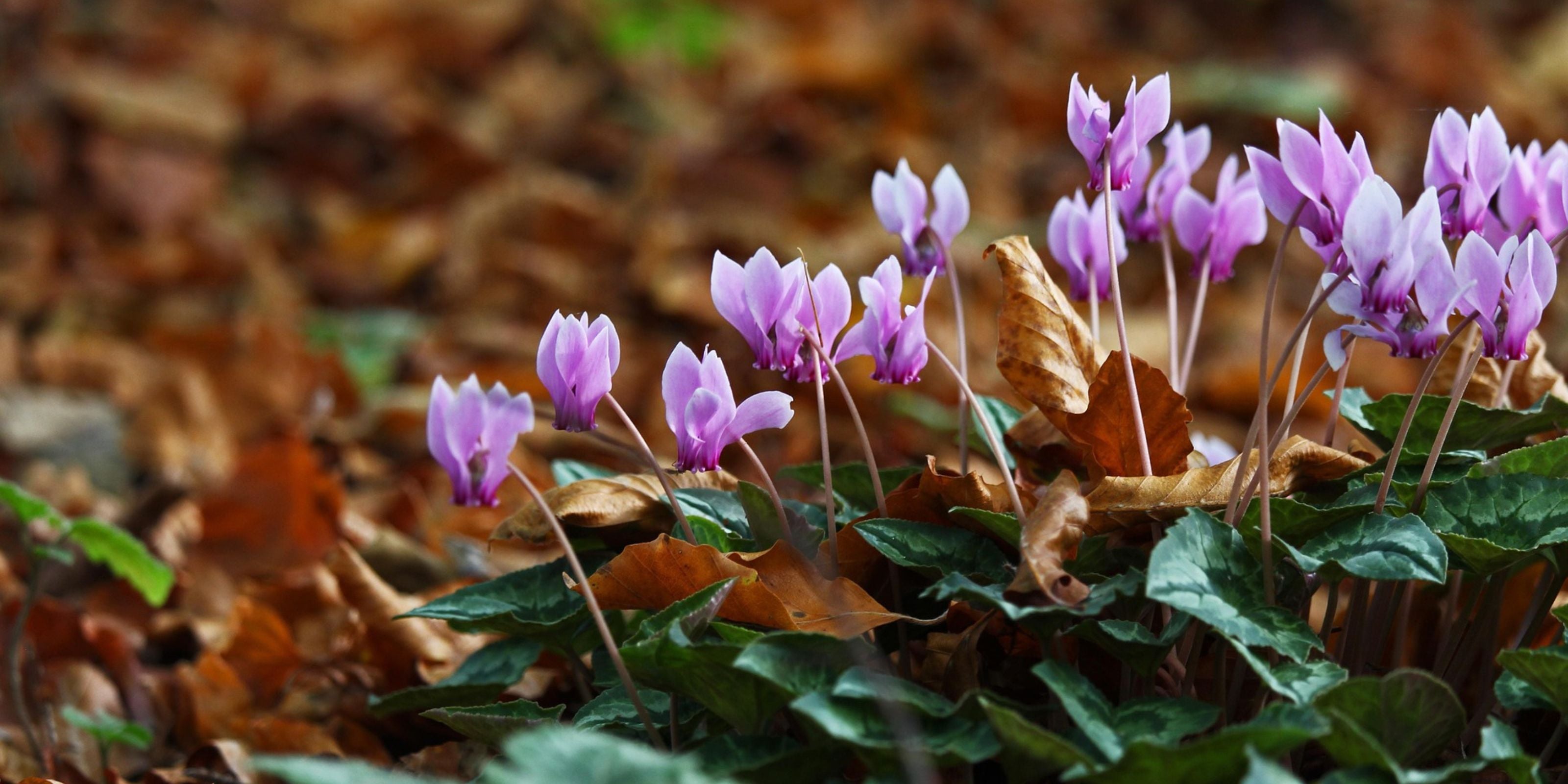 Hederifolium LIFY®