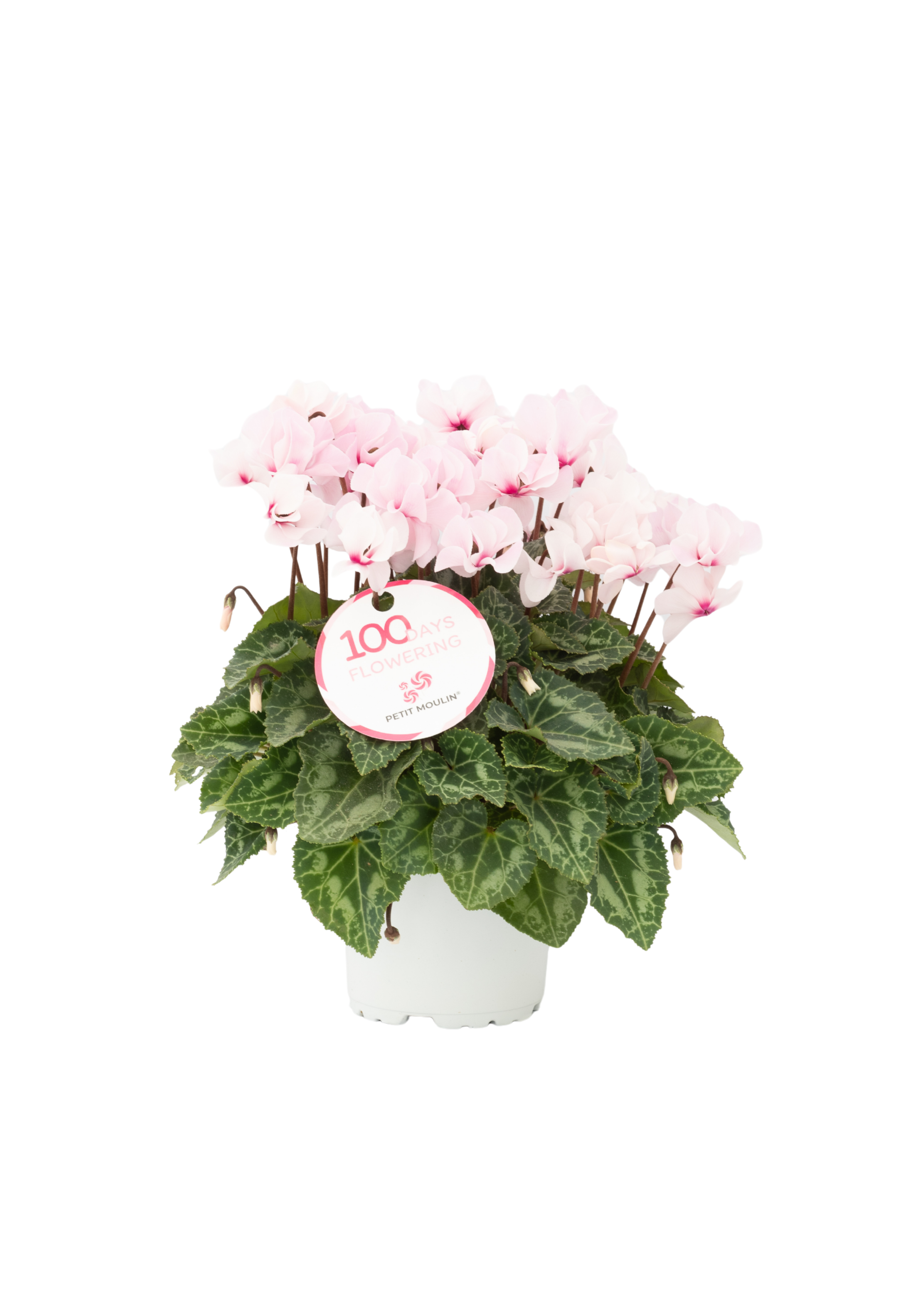 Etichetta PETIT MOULIN®
