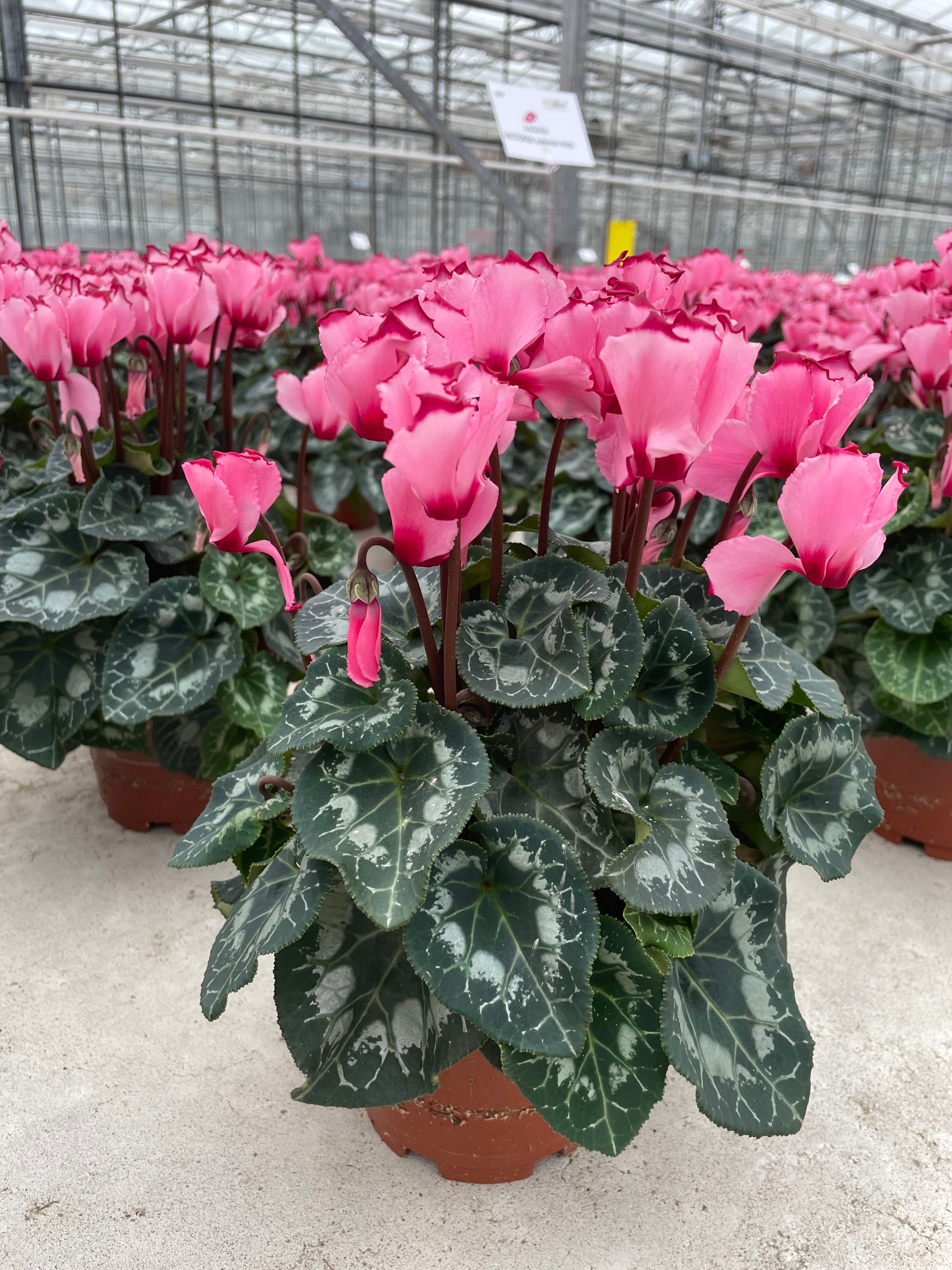 MIDI+® VICTORIA Salmon exp.