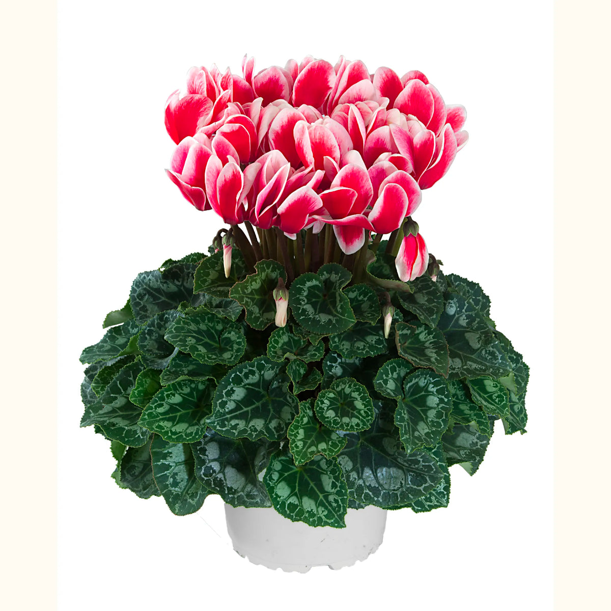 HALIOS® FANTASIA® Rouge exp.