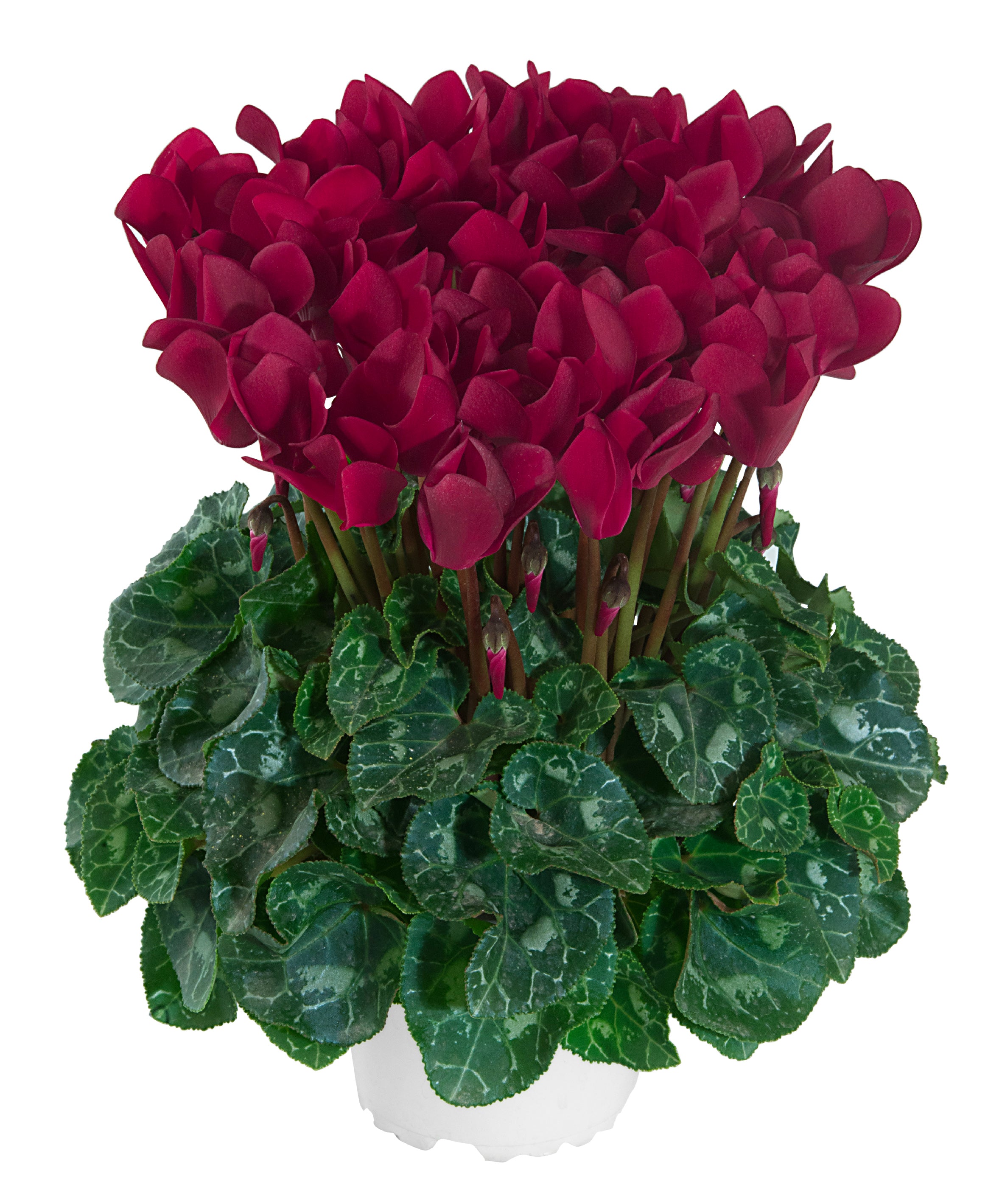 TIANIS® Deep magenta evolution