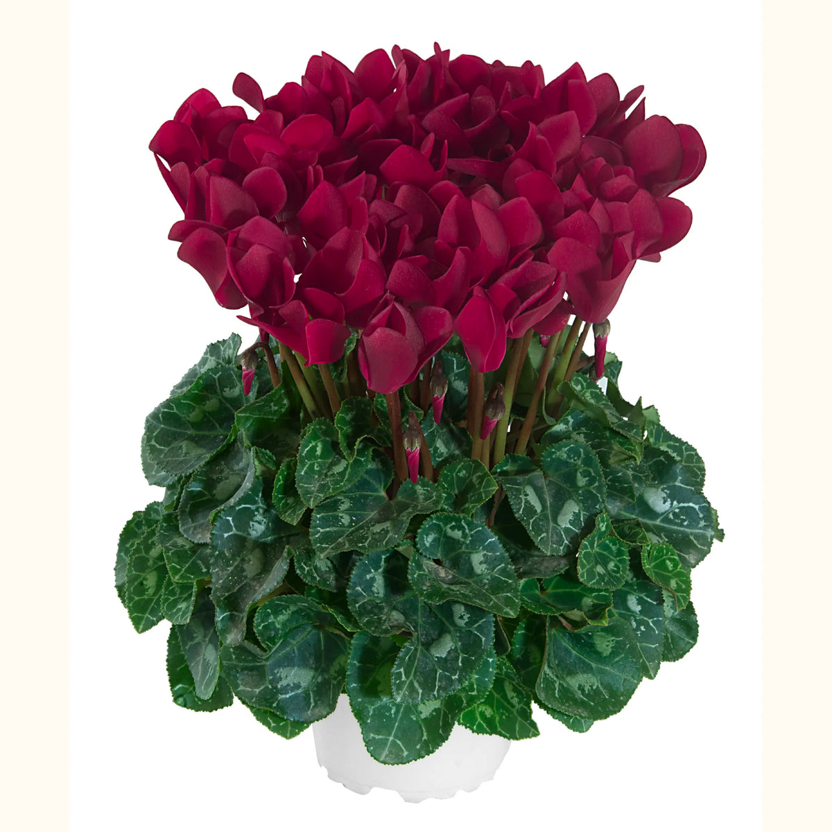 TIANIS® Magenta foncé évolution exp.