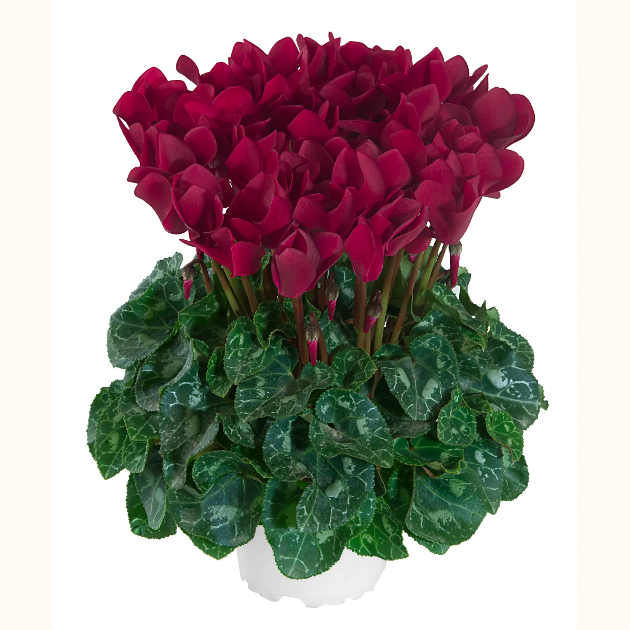 TIANIS® Magenta foncé évolution exp.