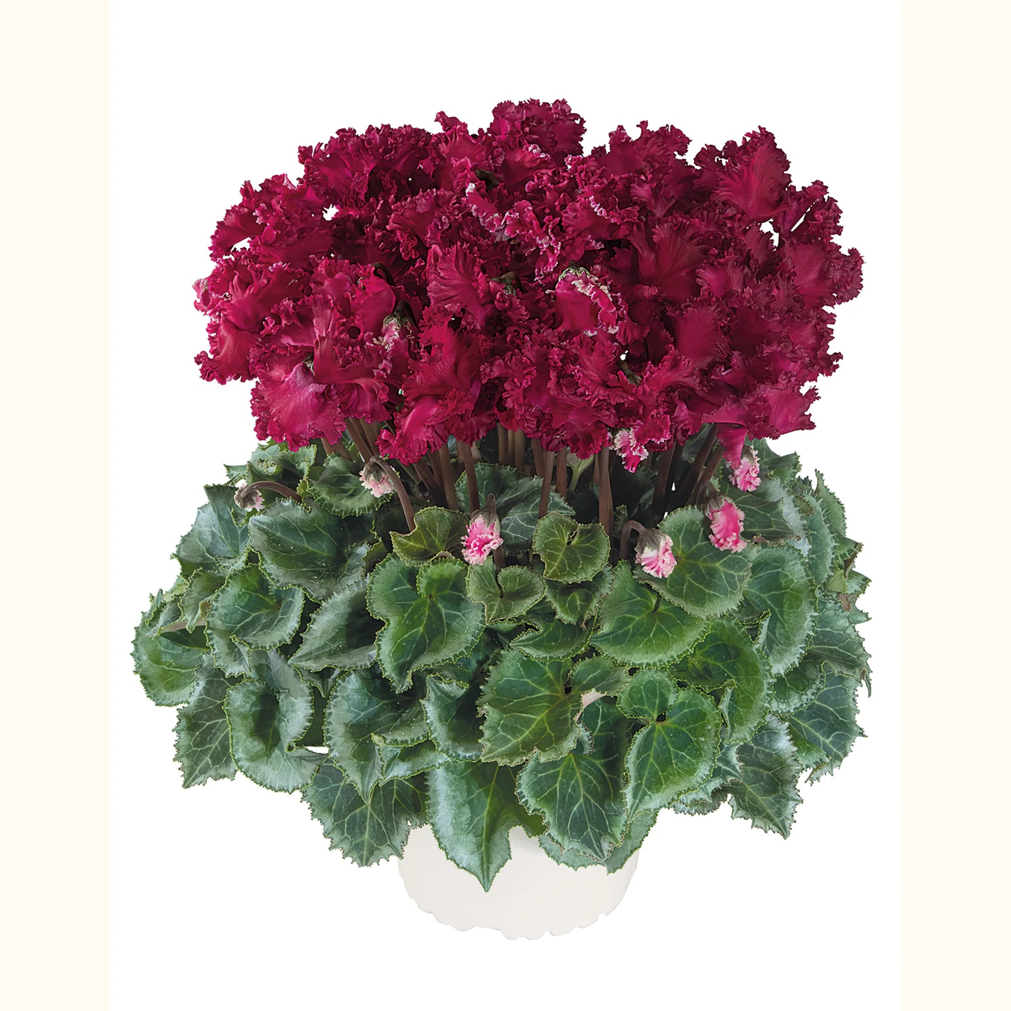 Latinia® CRISPINO® mix