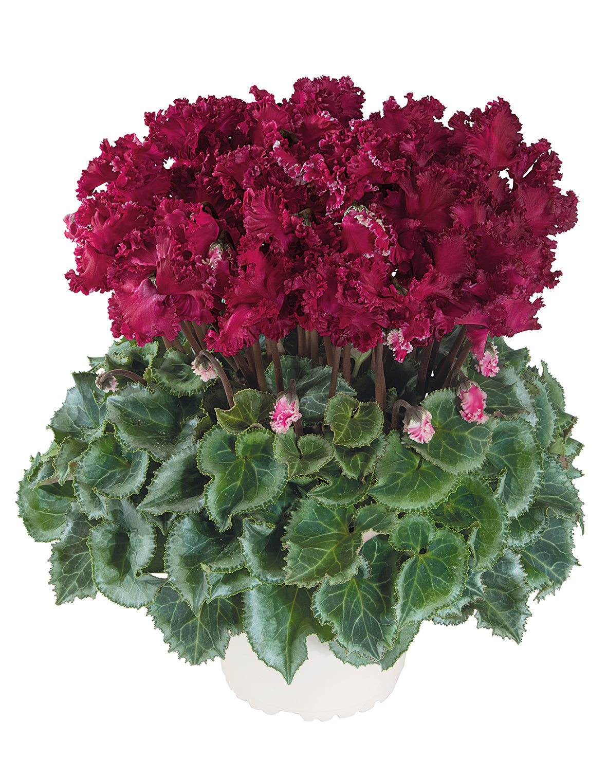 Latinia® CRISPINO® mix