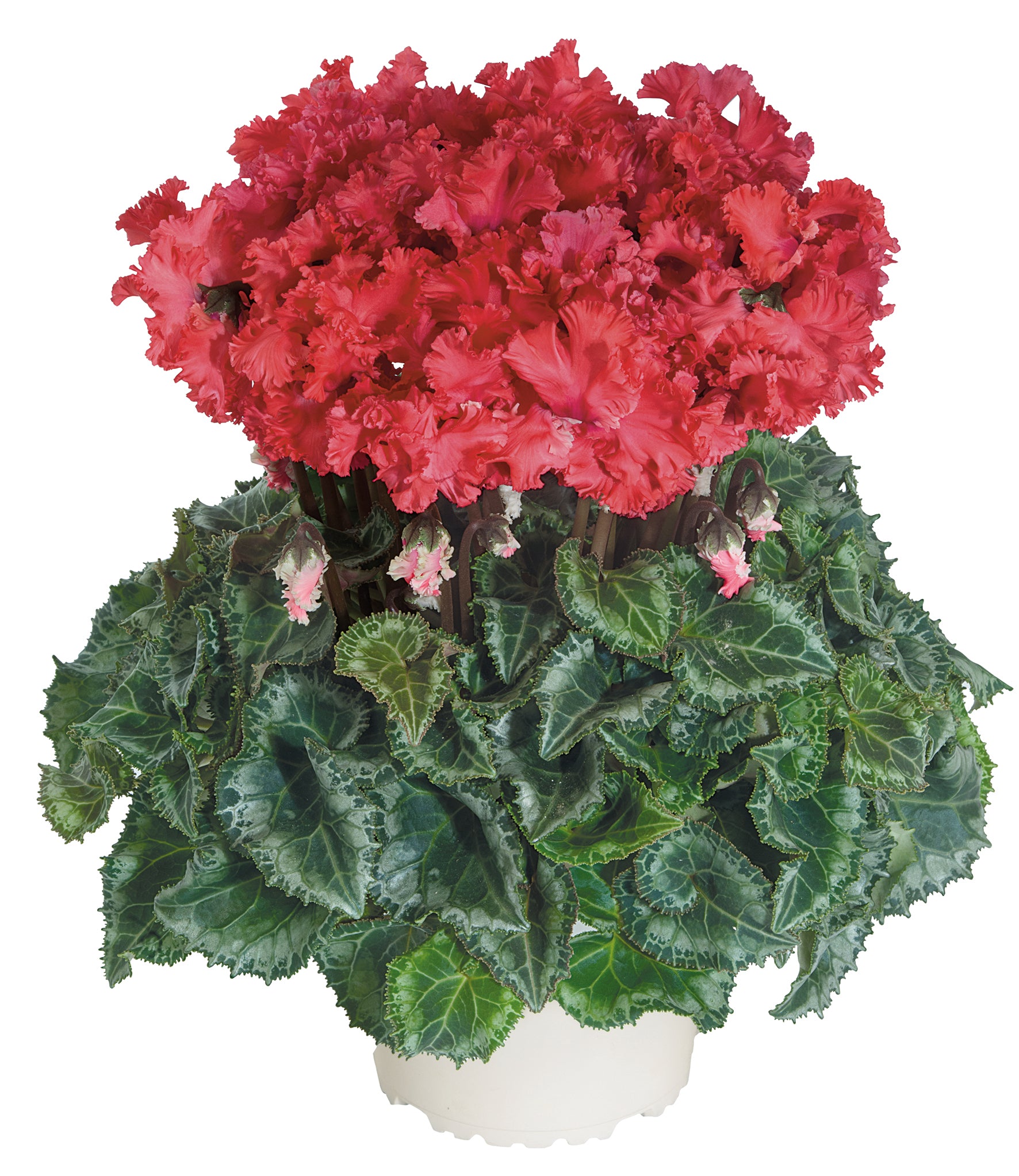 Latinia® CRISPINO® mix