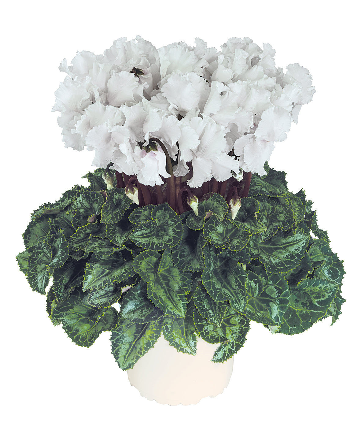 Latinia® CRISPINO® mix