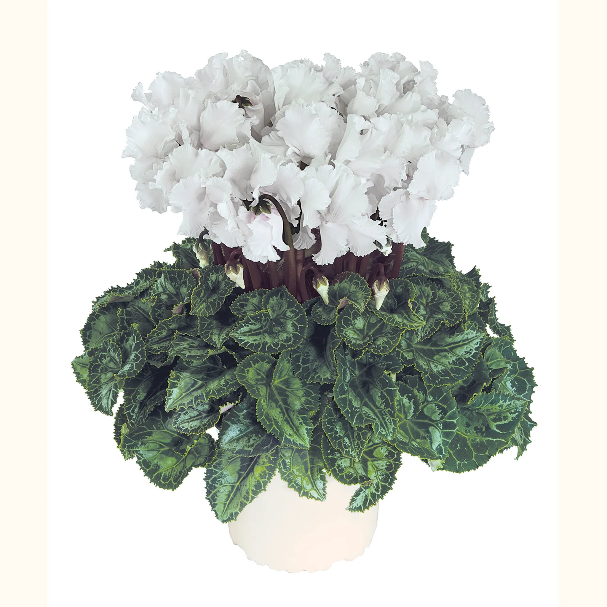 Latinia® CRISPINO® mix