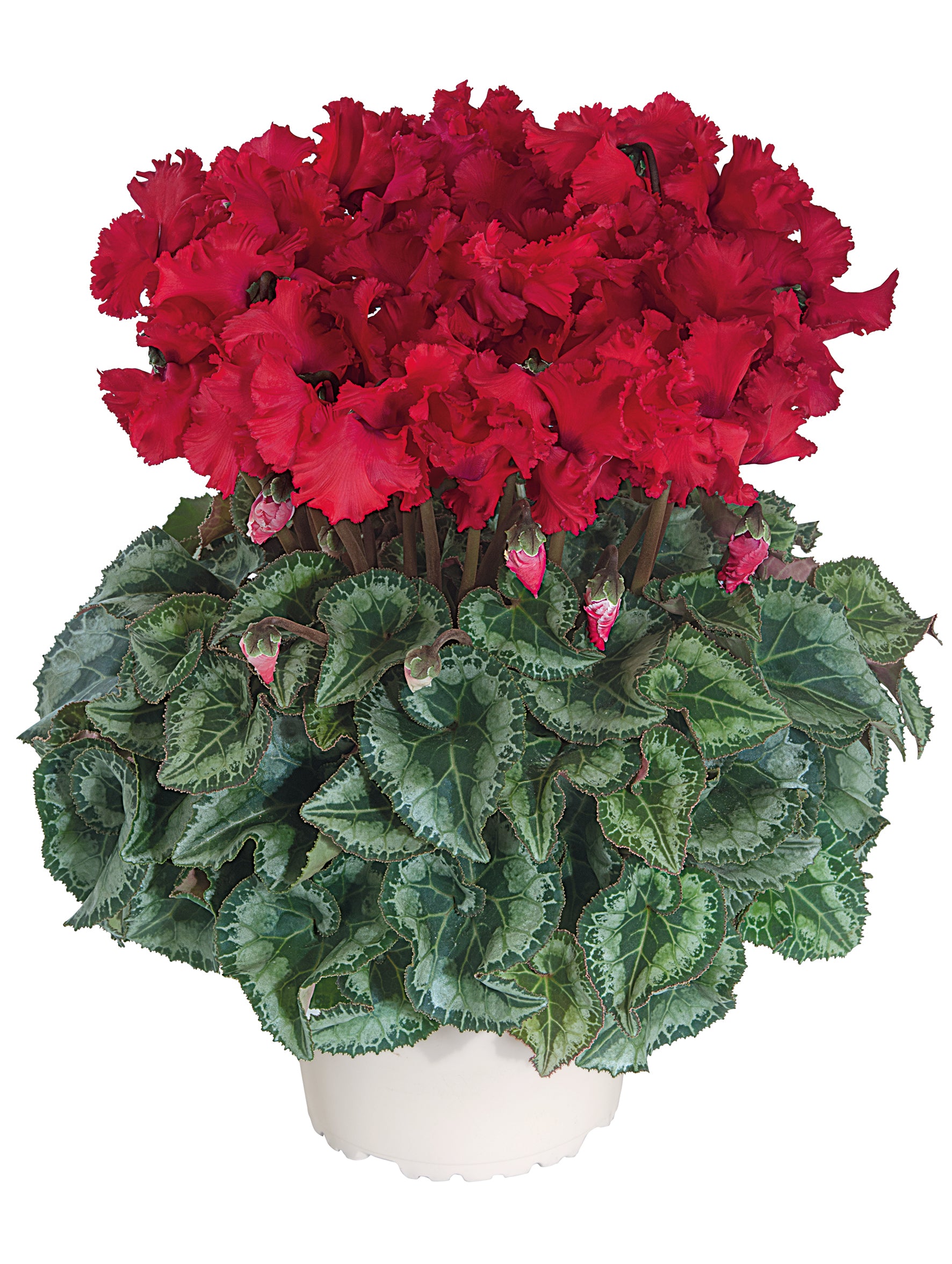 Latinia® CRISPINO® mix