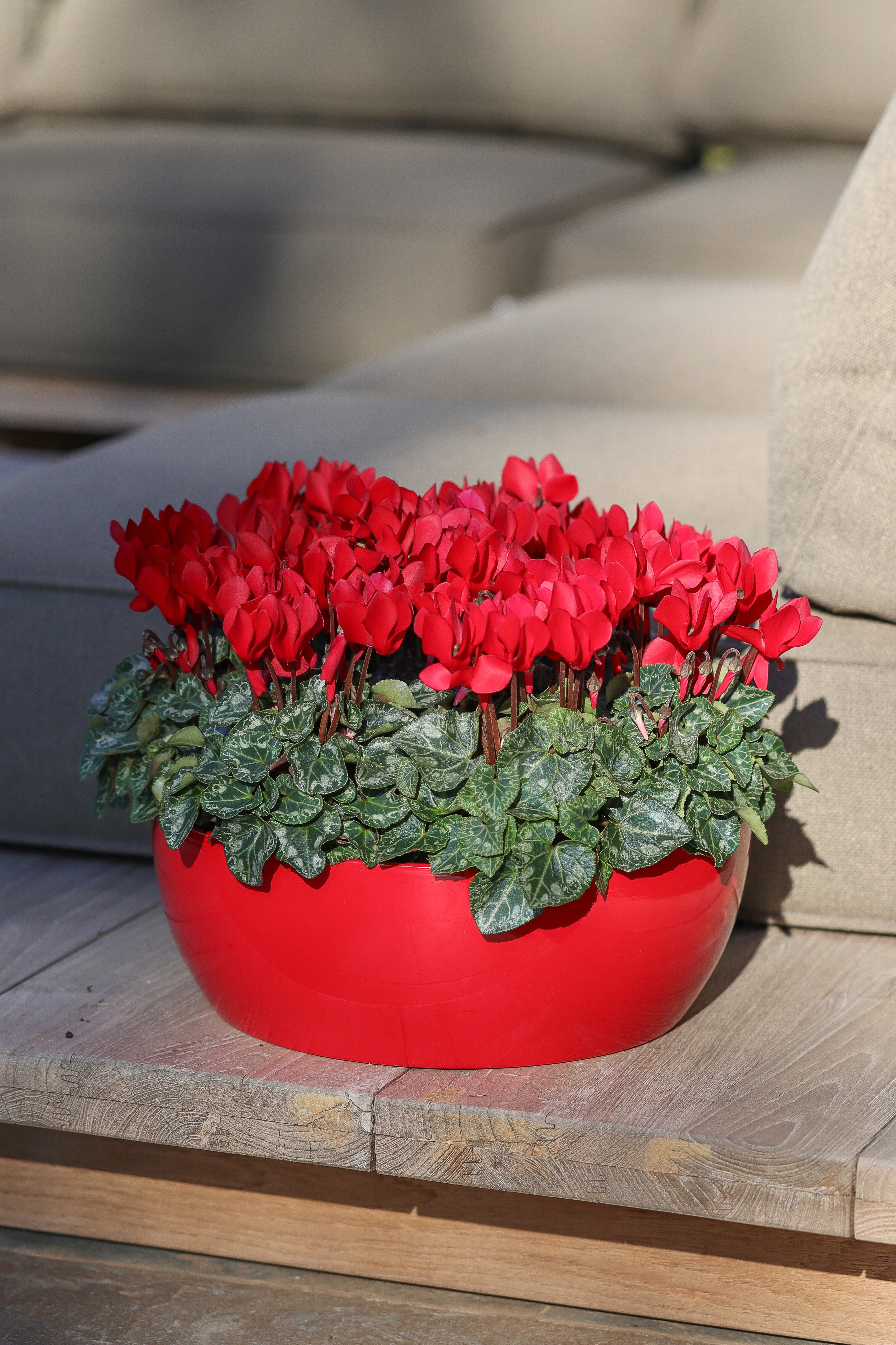 MACARON® Red