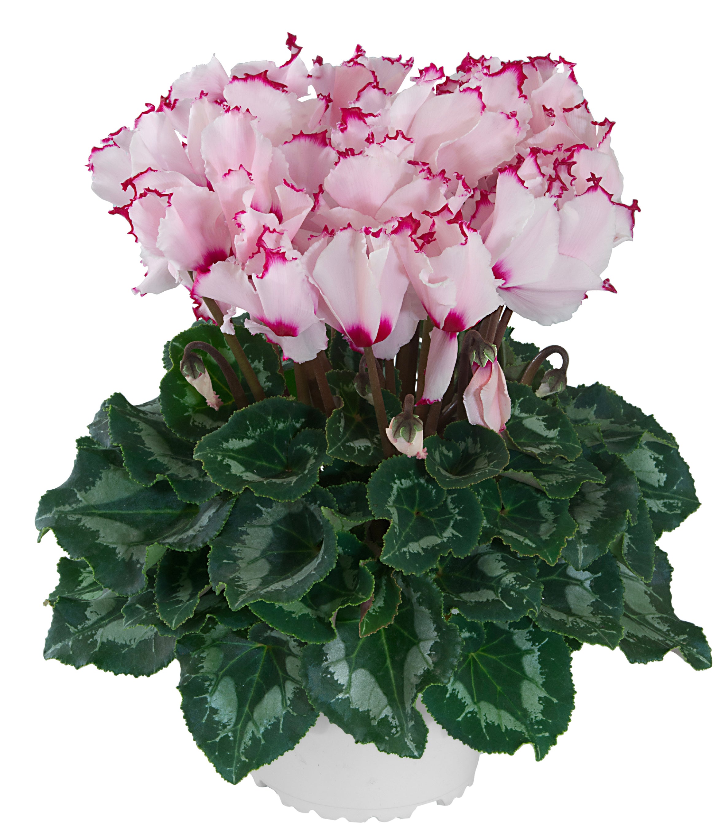 LATINIA® VICTORIA Rose à oeil exp.