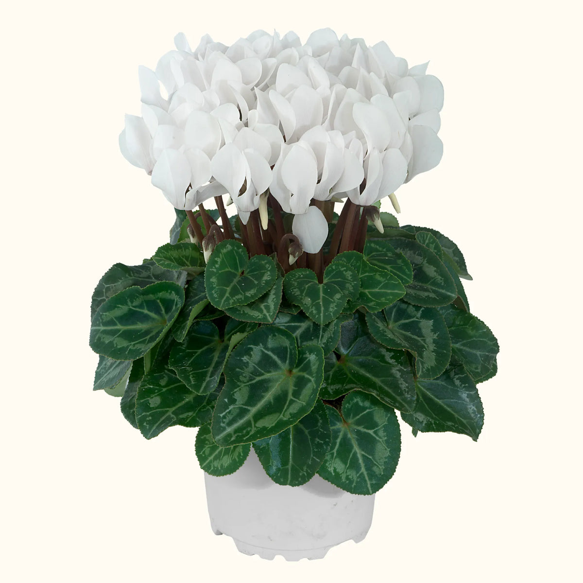 METIS® Blanc exp.