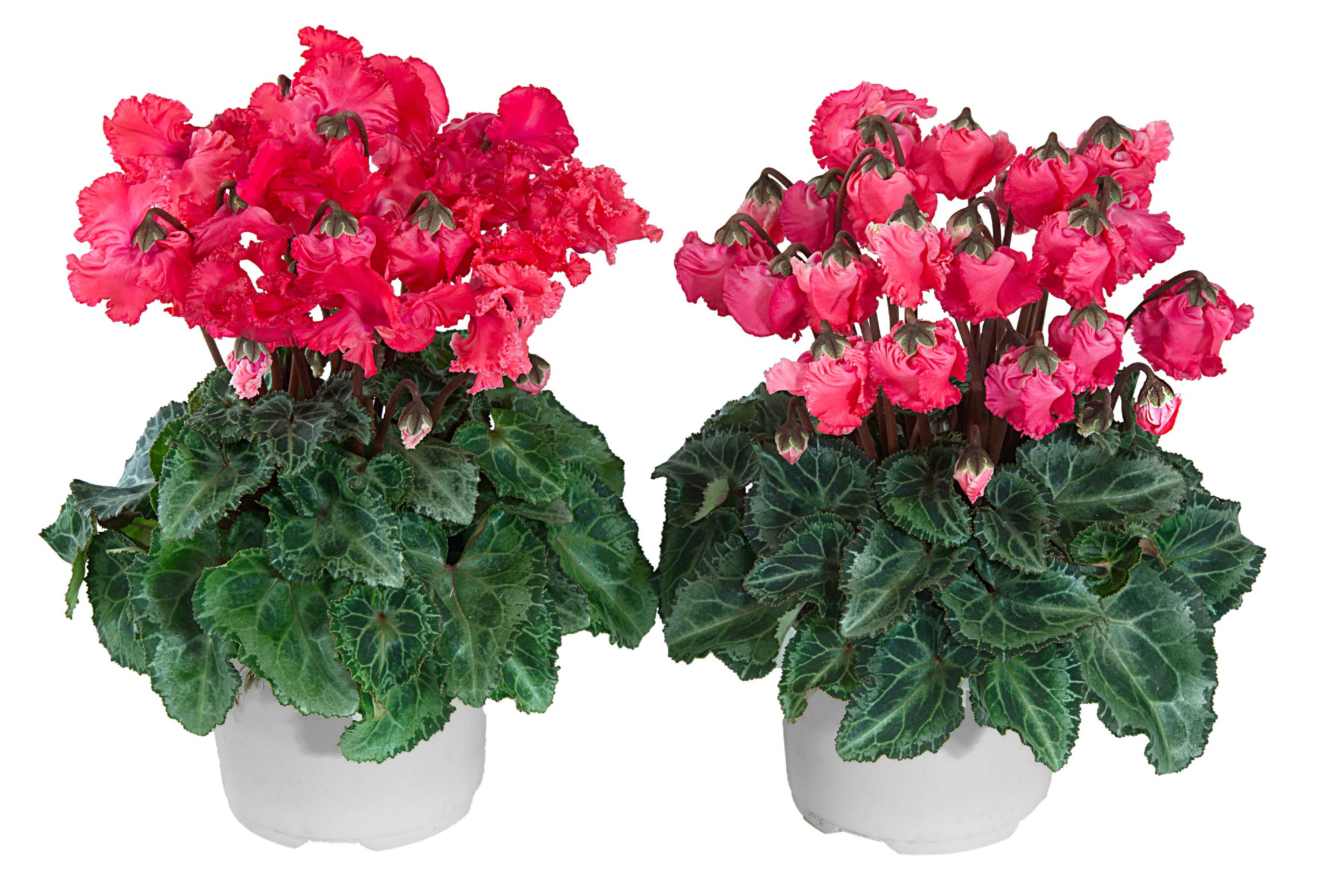 METIS® Clochette® Salmon exp.