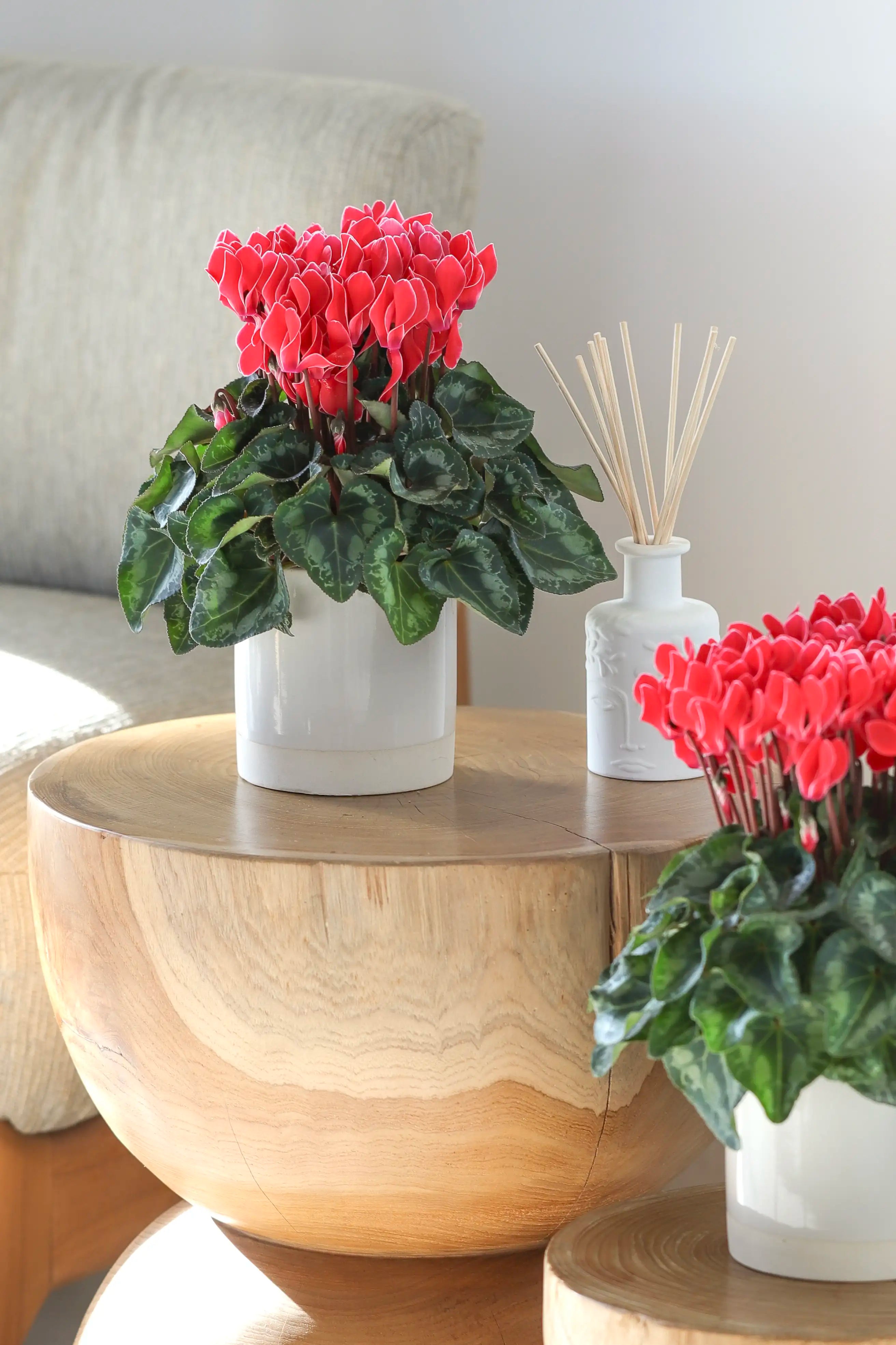 METIS® Coral with edge