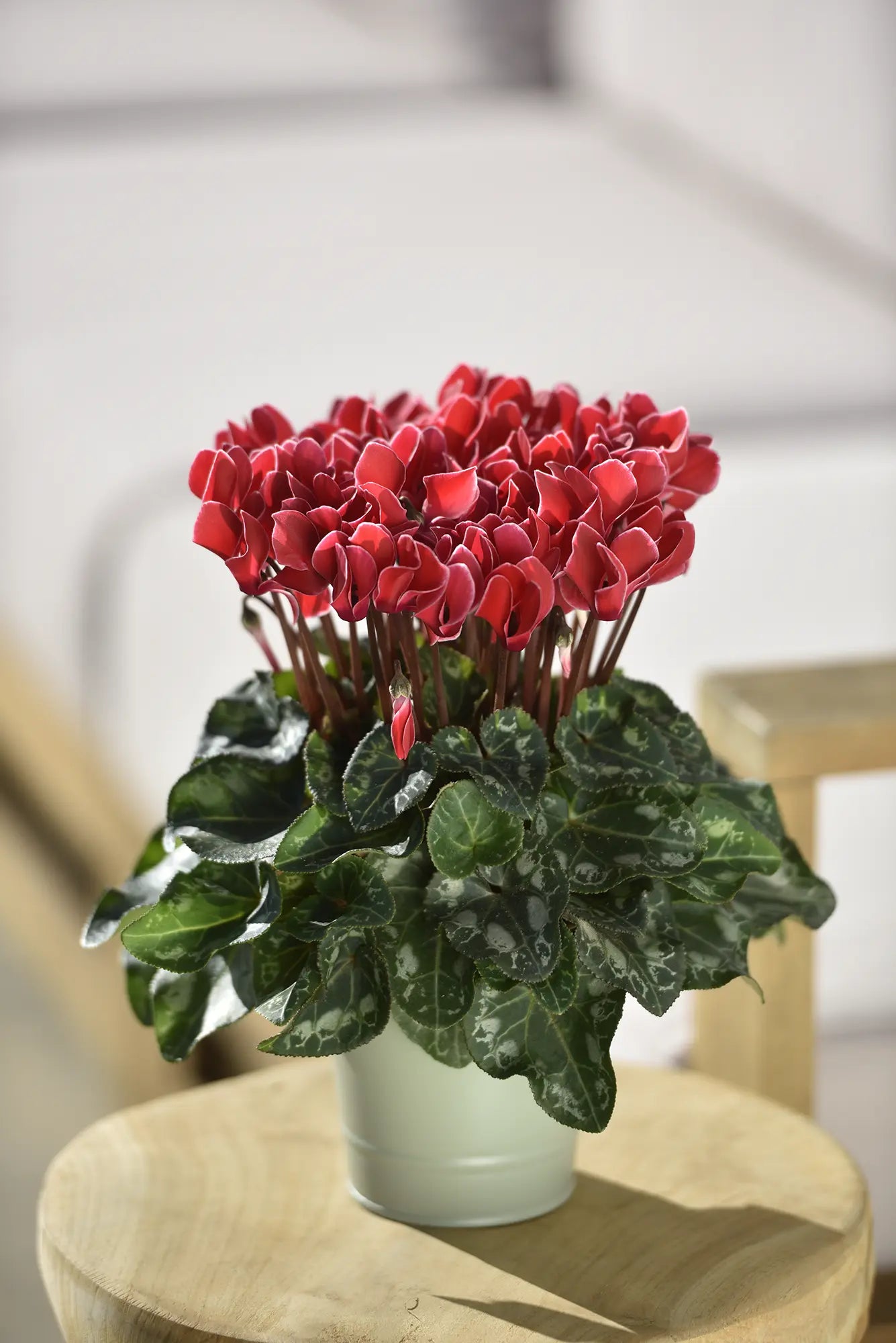 METIS® Coral with edge