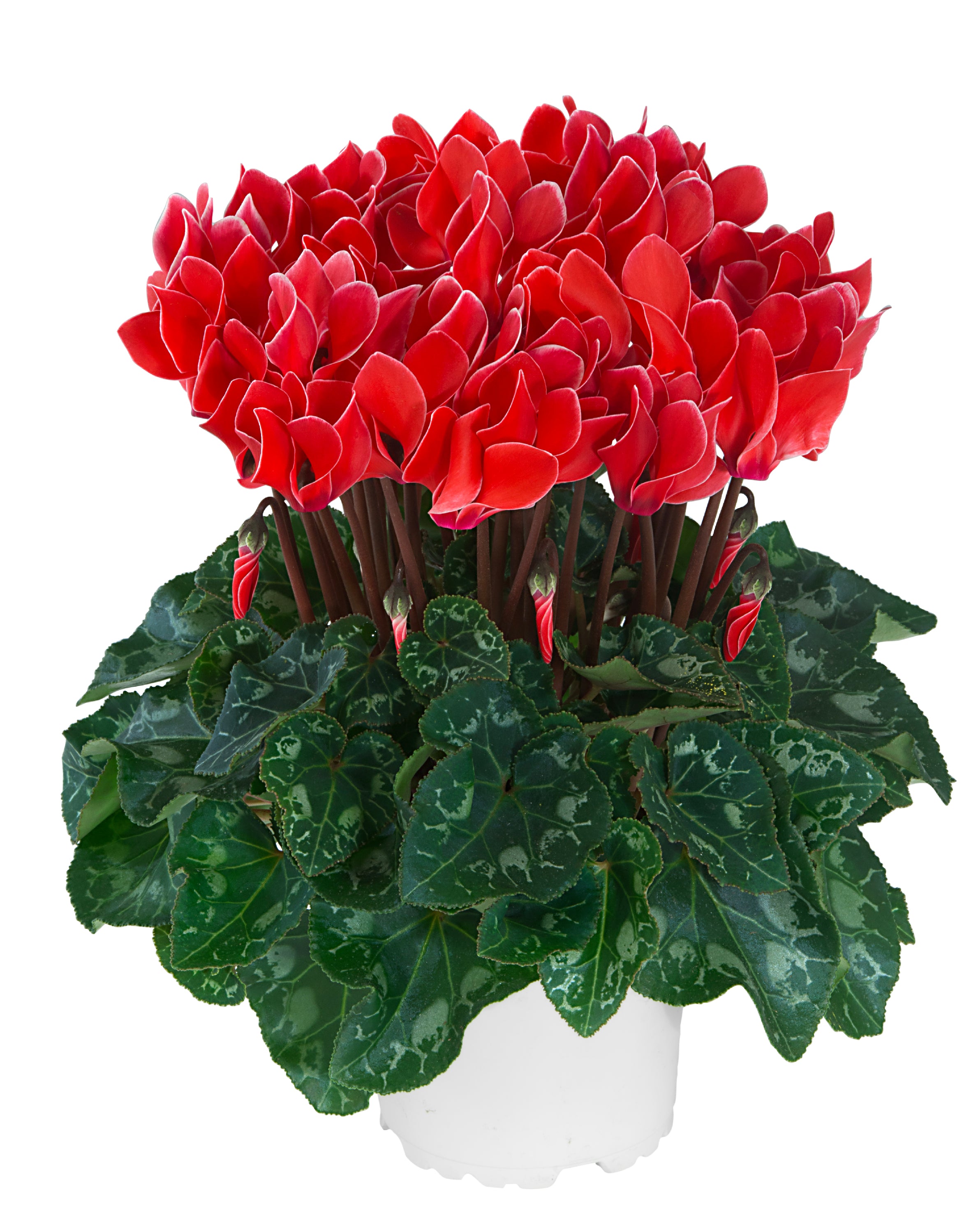 METIS® Coral with edge
