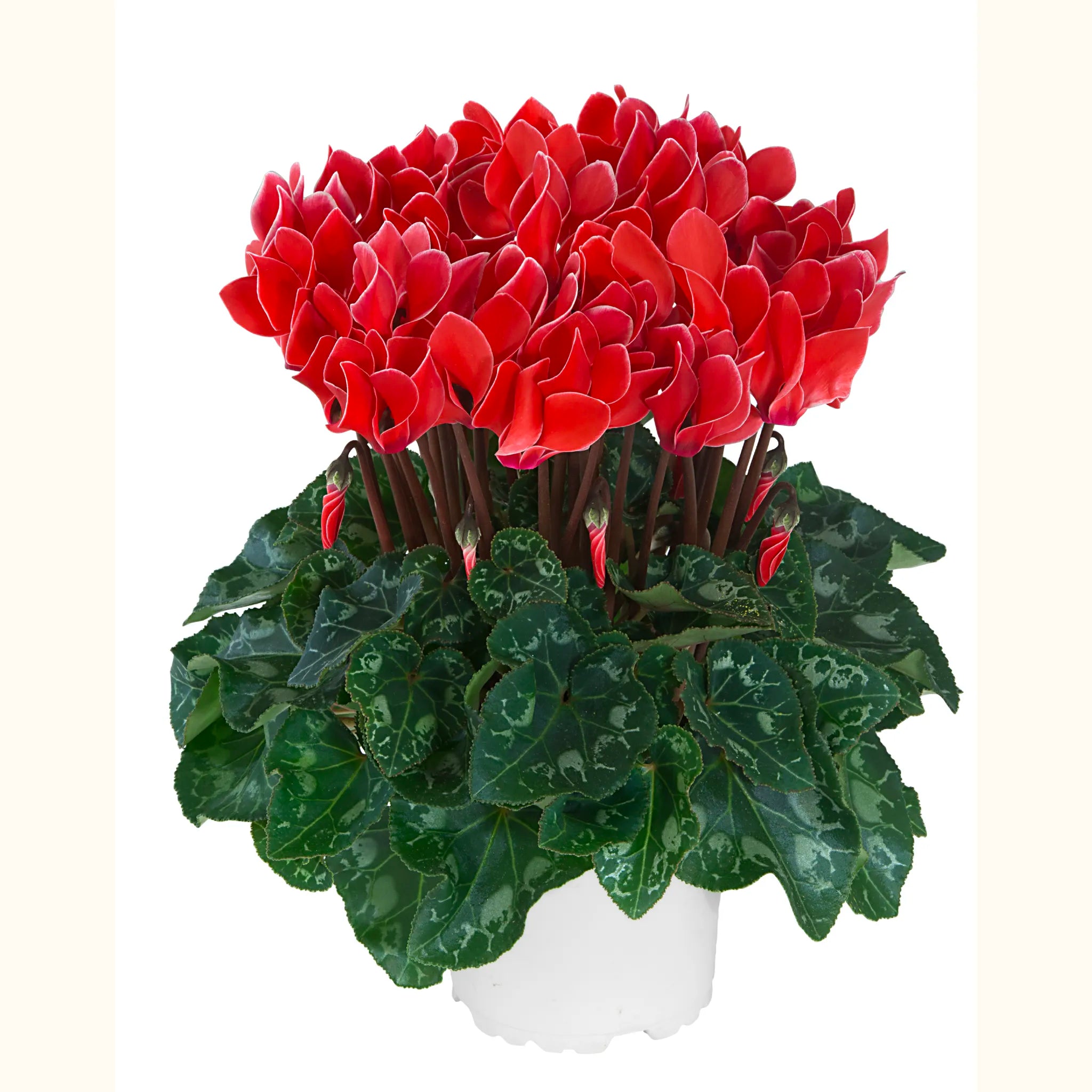 METIS® Corail liseré exp.