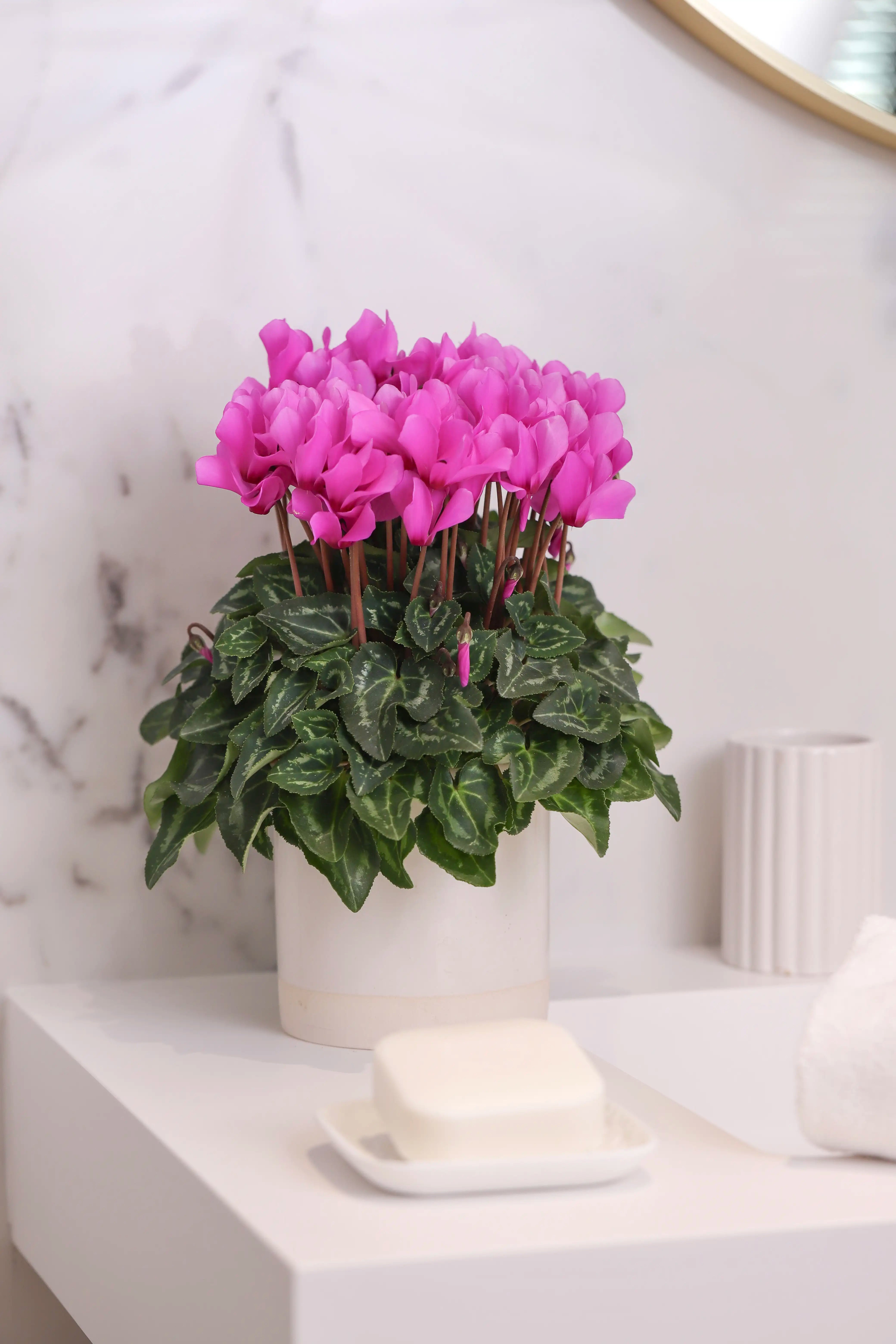 METIS® Lilac