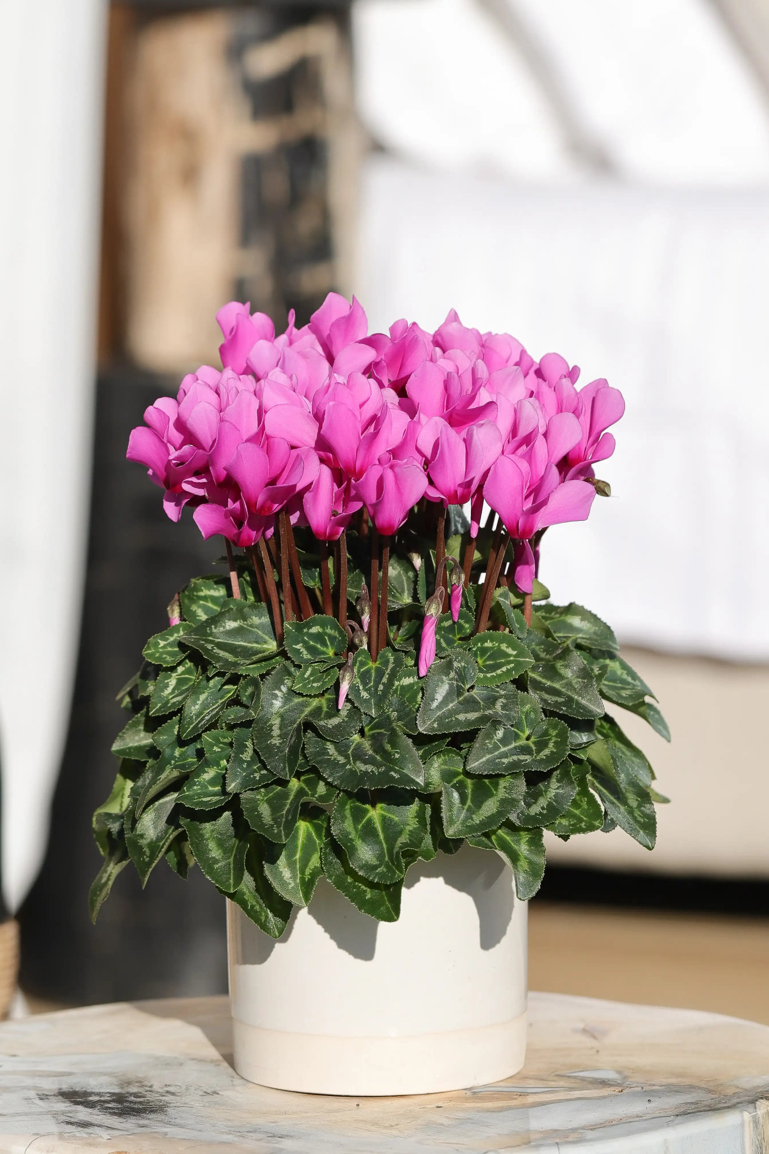 METIS® Lilac