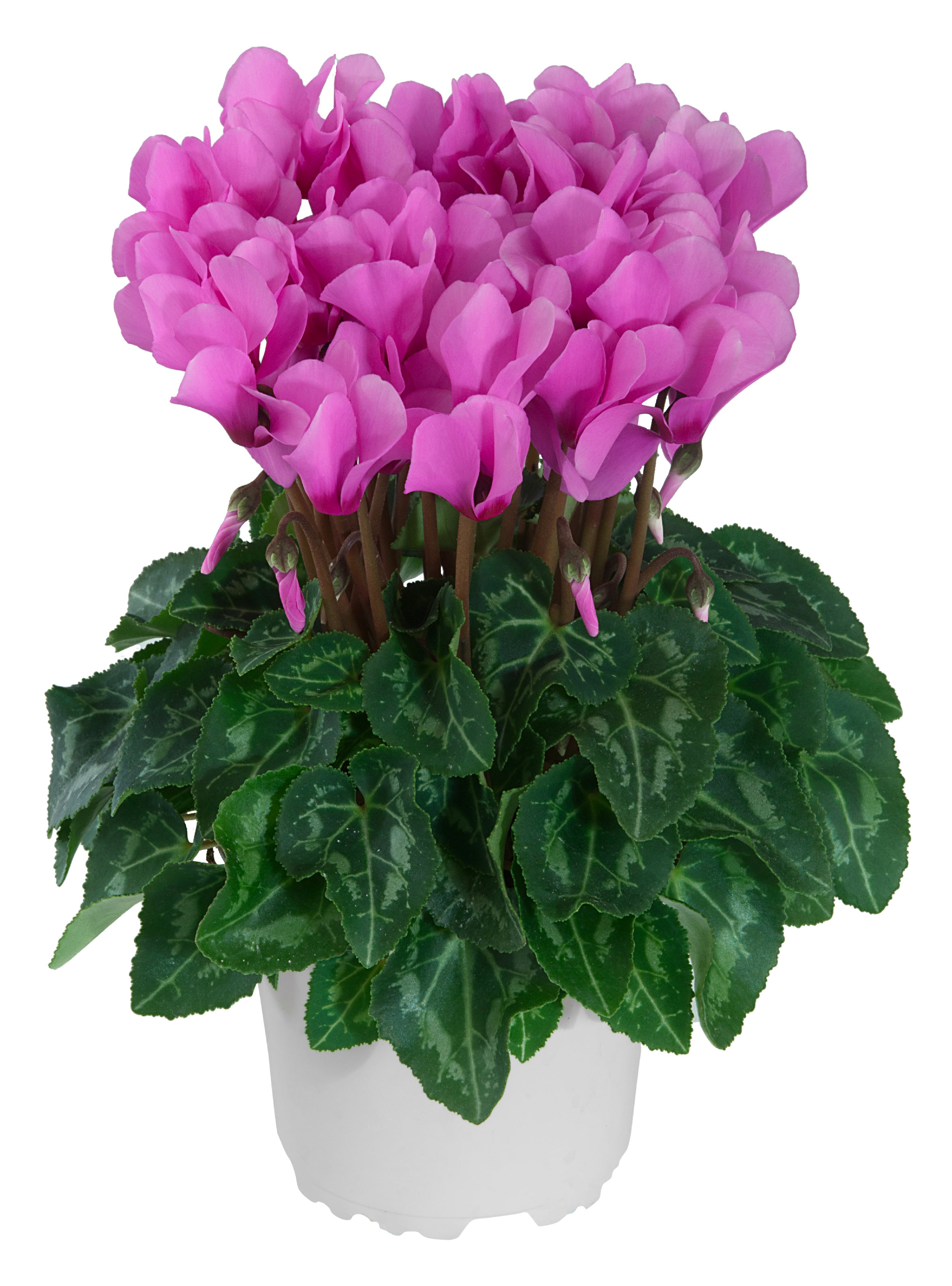 METIS® Lilac