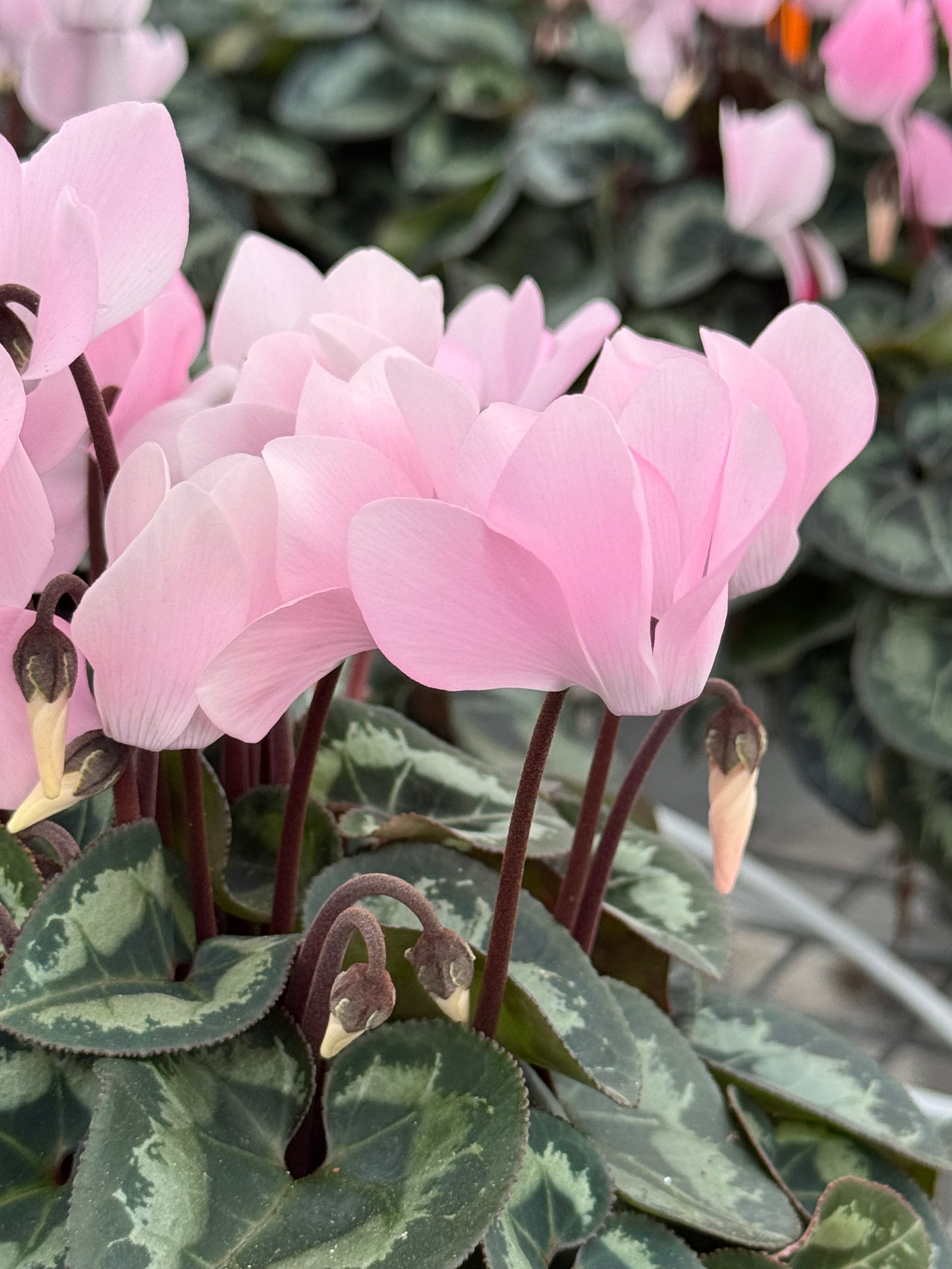 METIS® Rosy Glow® exp.