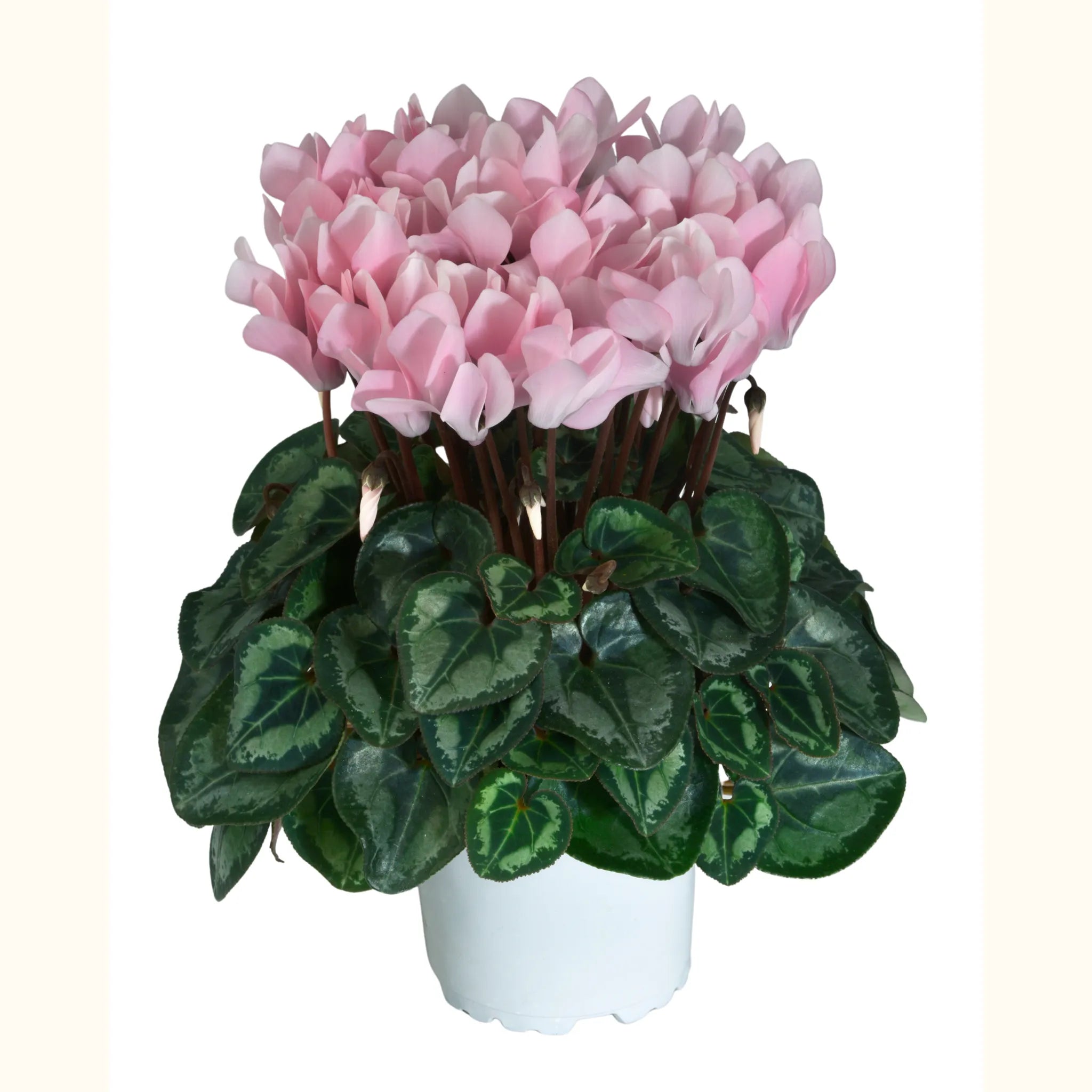 Metis® Rosy Glow® 100447