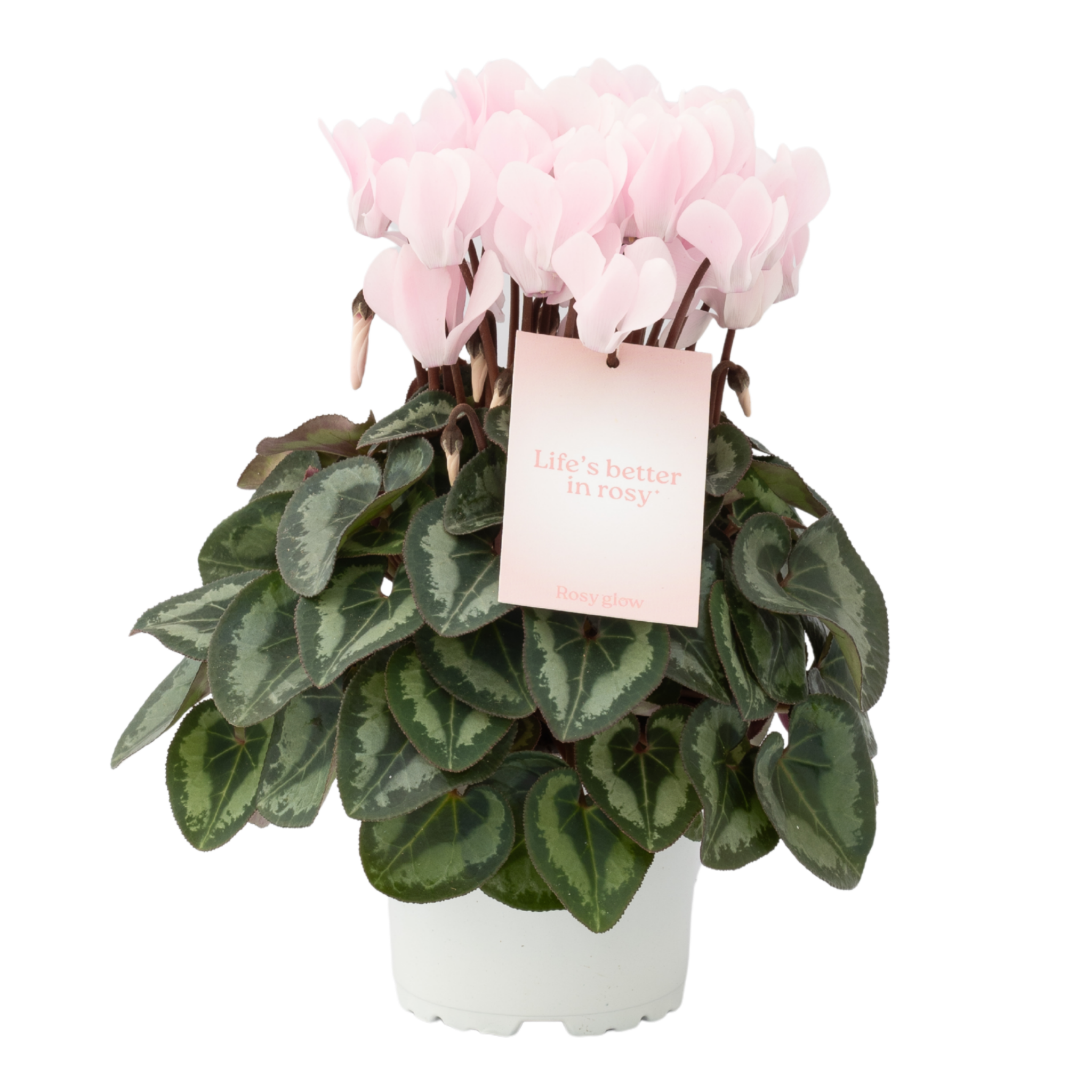 ROSY GLOW® Etikett