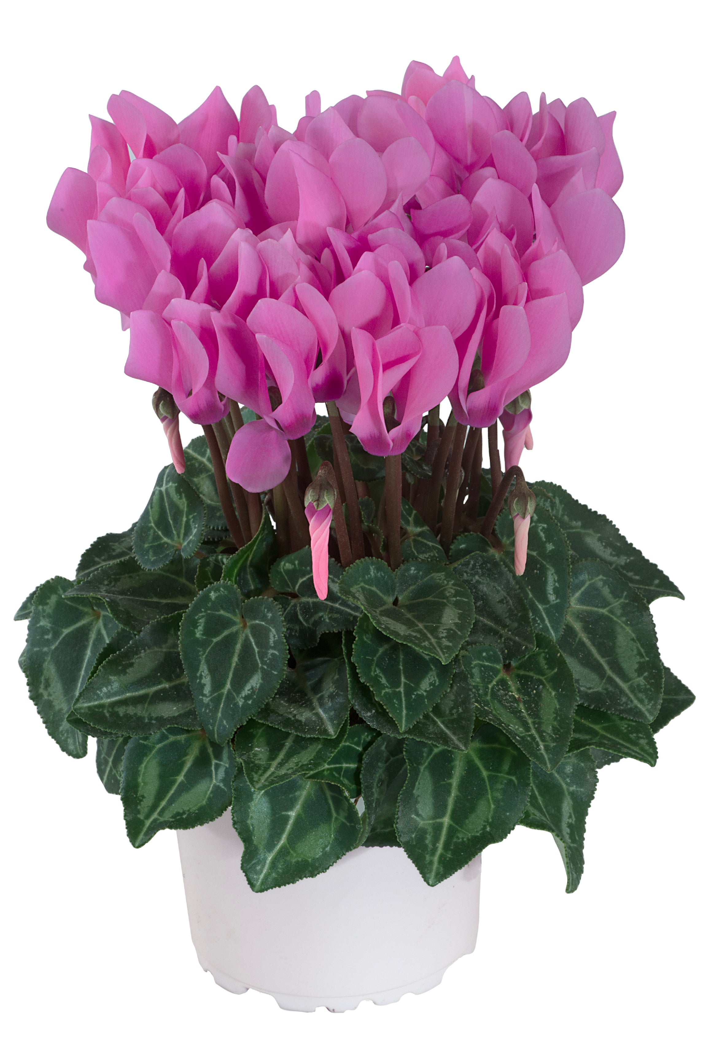 MACARON® Persian rose