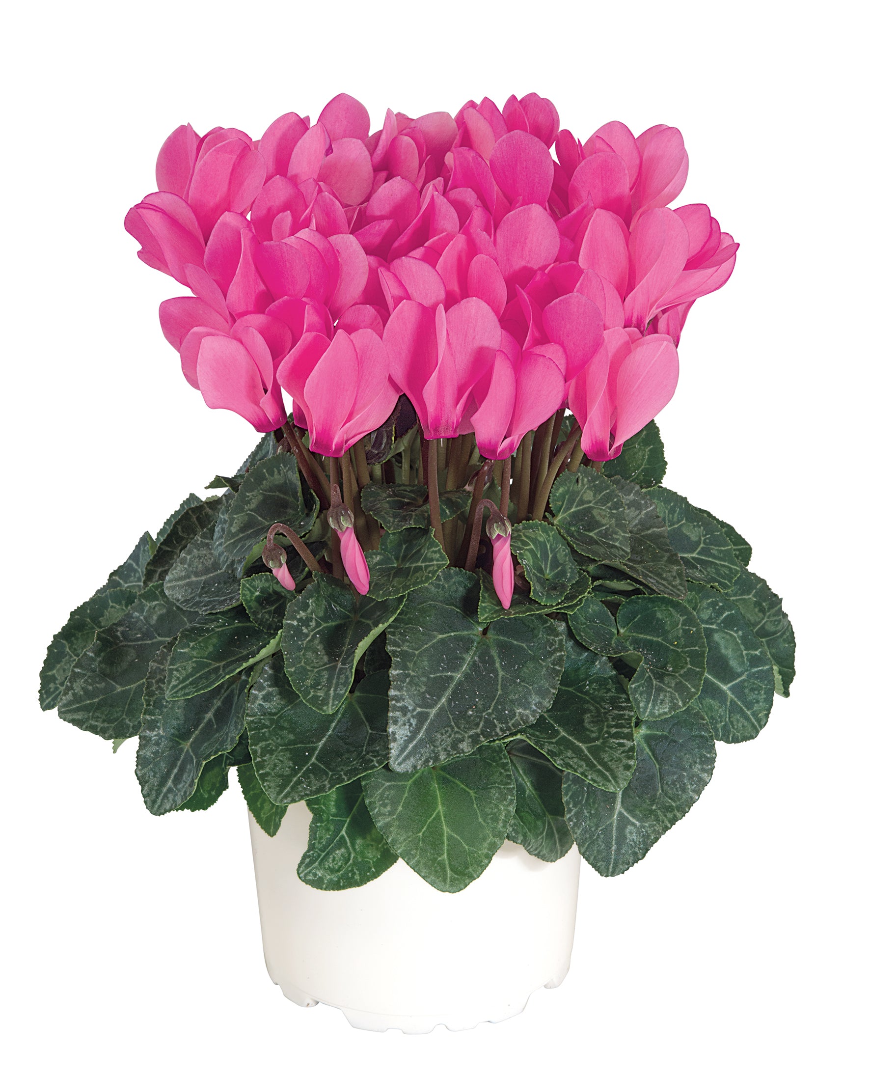 MACARON® Rose Bengal