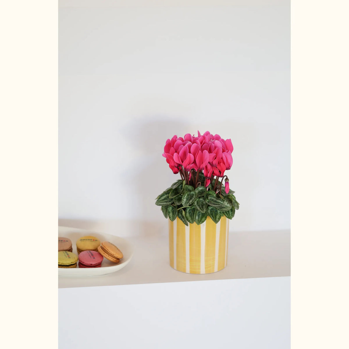 CYCL_100556_img_lstyle_01@aurelle.lphotographe-174.jpg