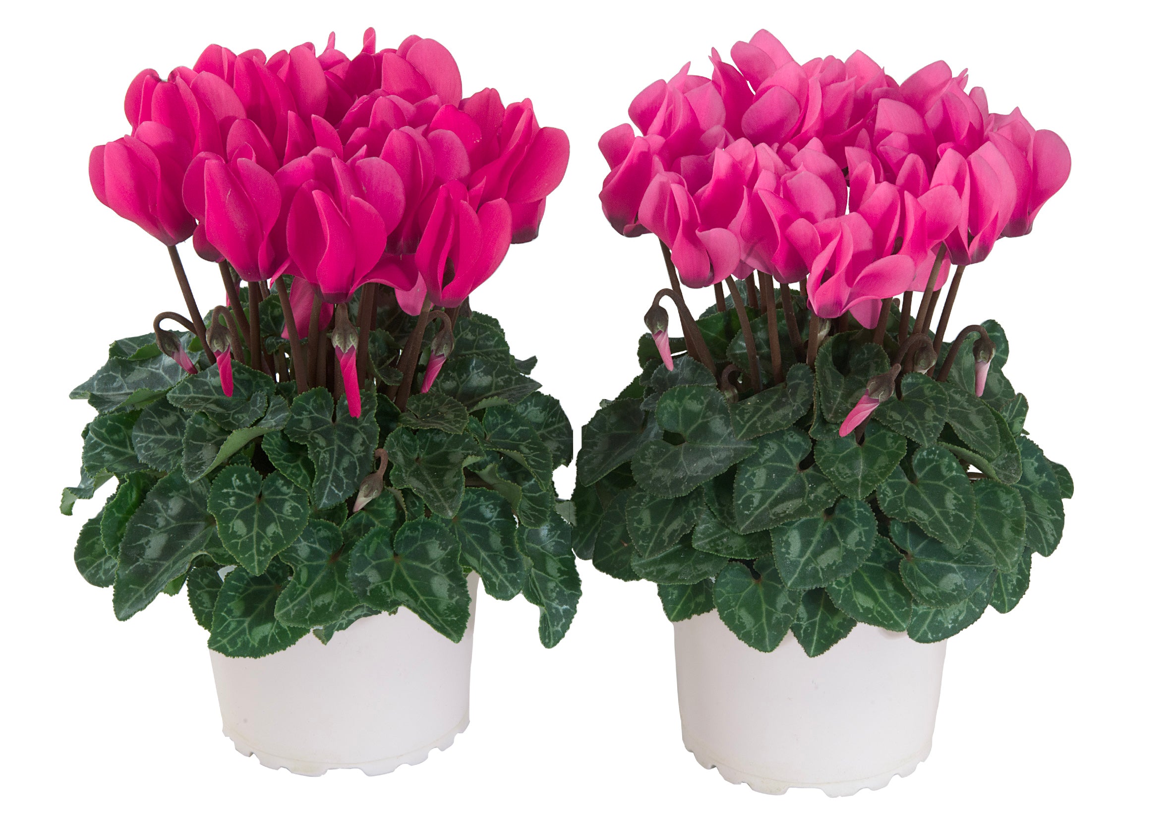 MACARON® Rose shades