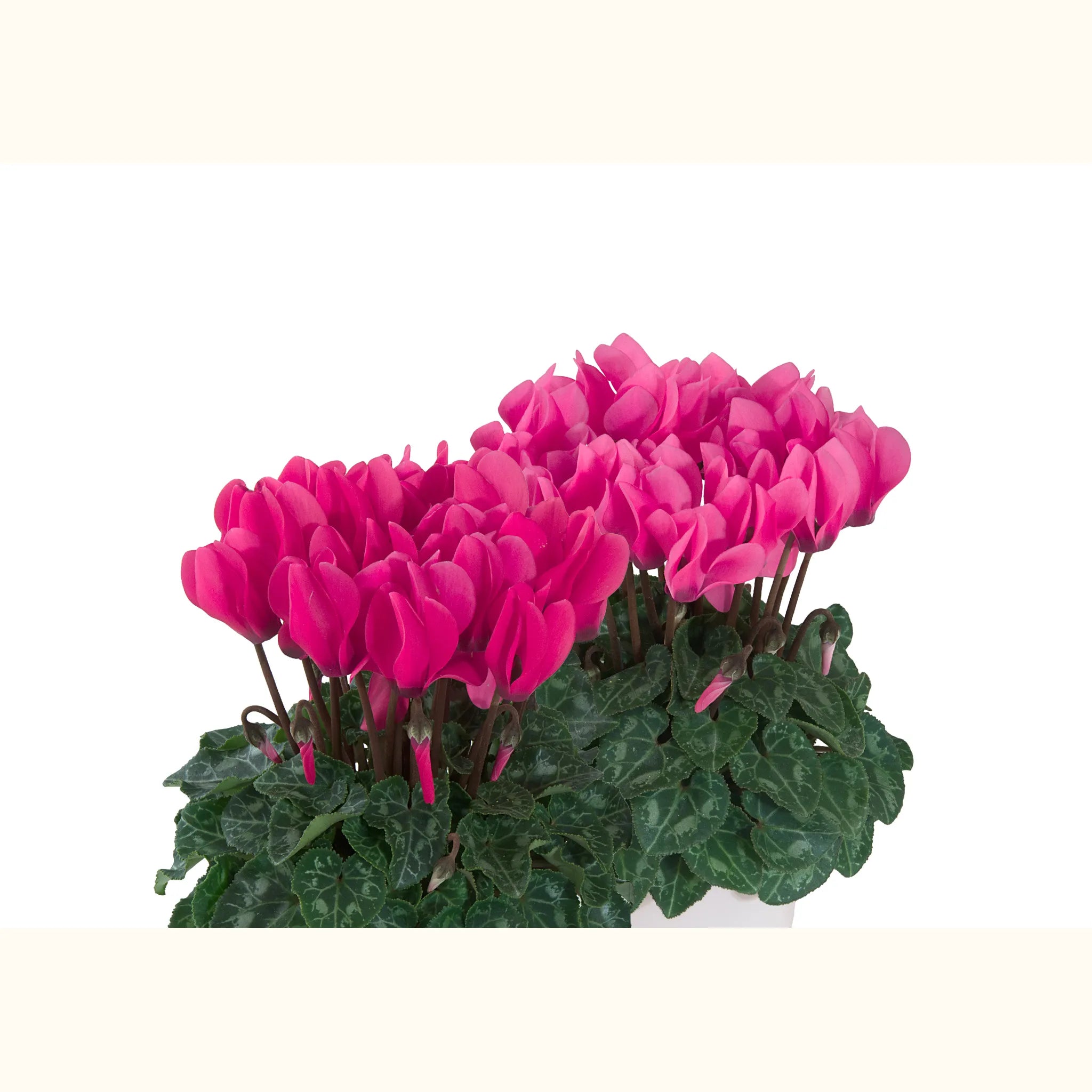 MACARON® Fucsia & Fucsia vivo