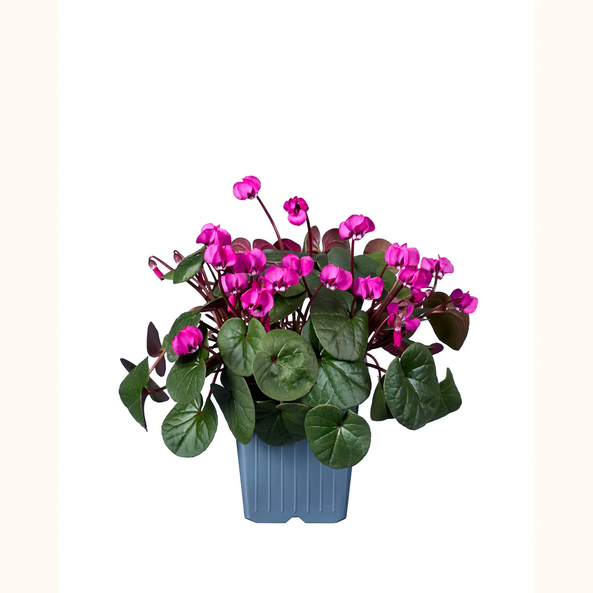 KOUMY® Rose foncé feuillage vert