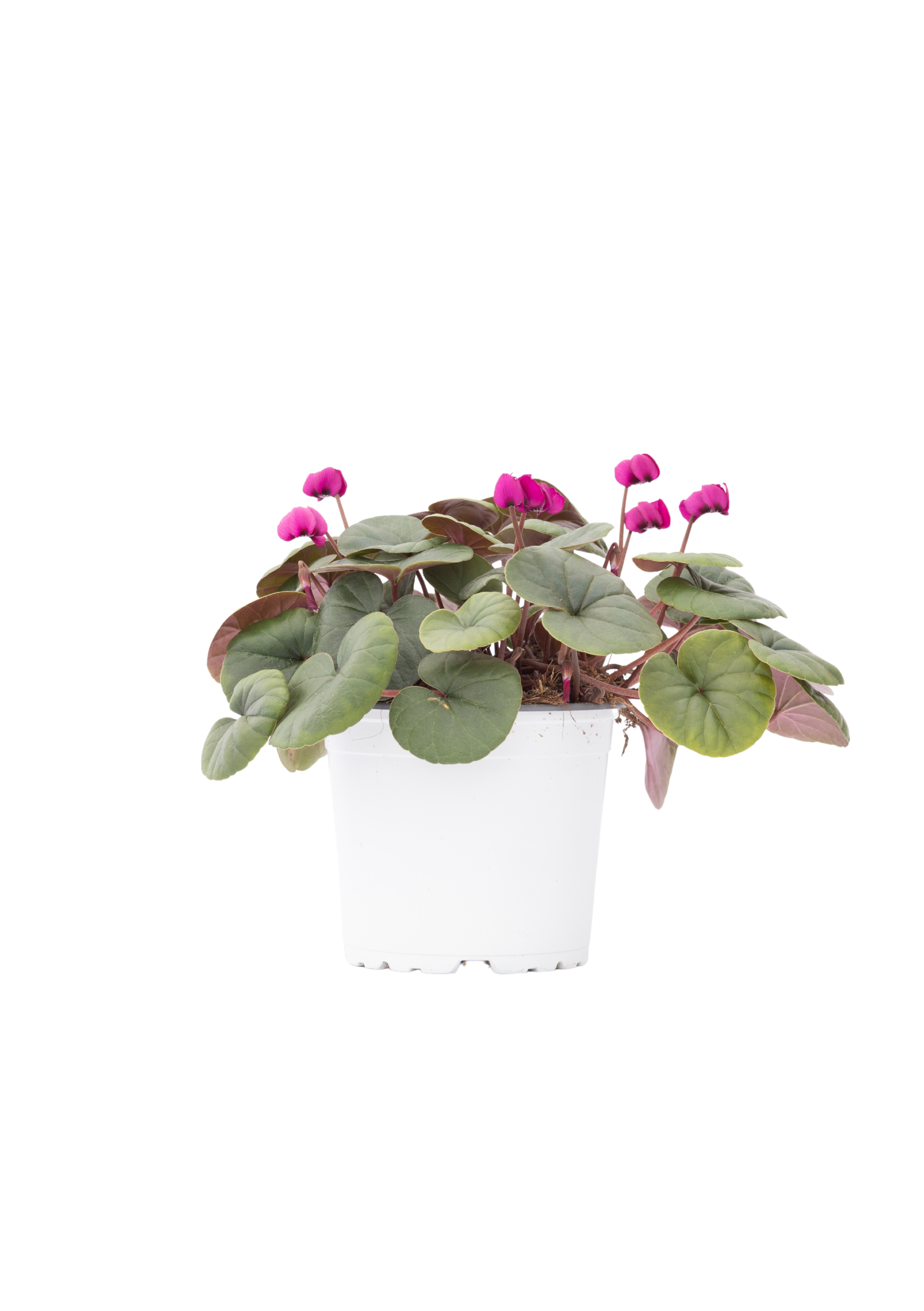 KOUMY® Dark pink green leaf