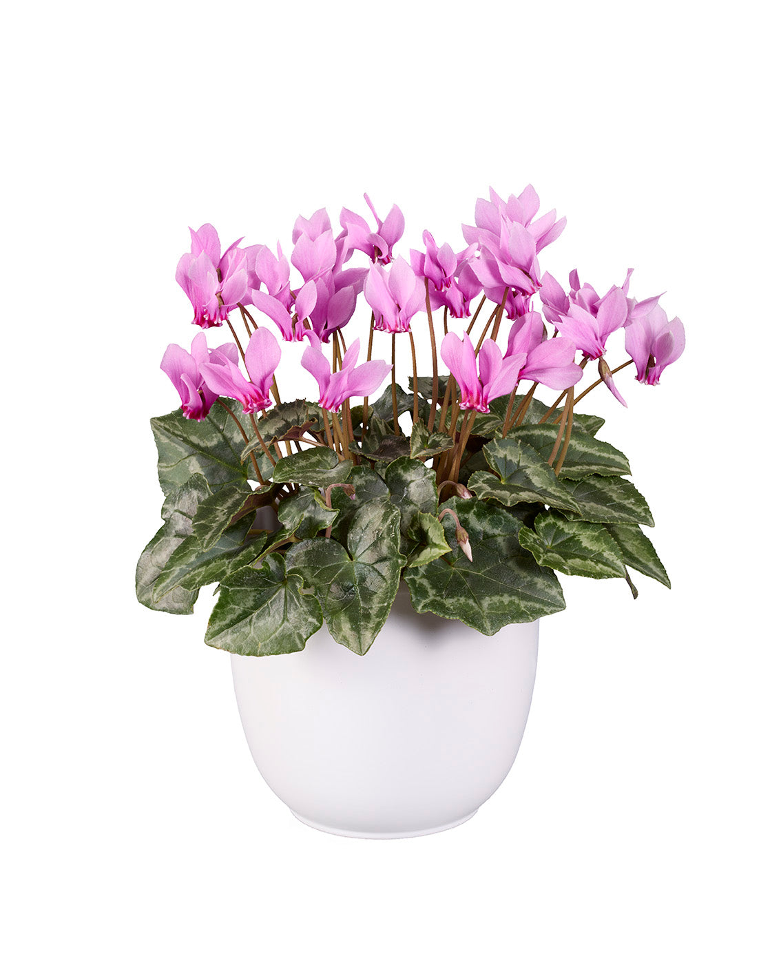 Cyclamen hederifolium
