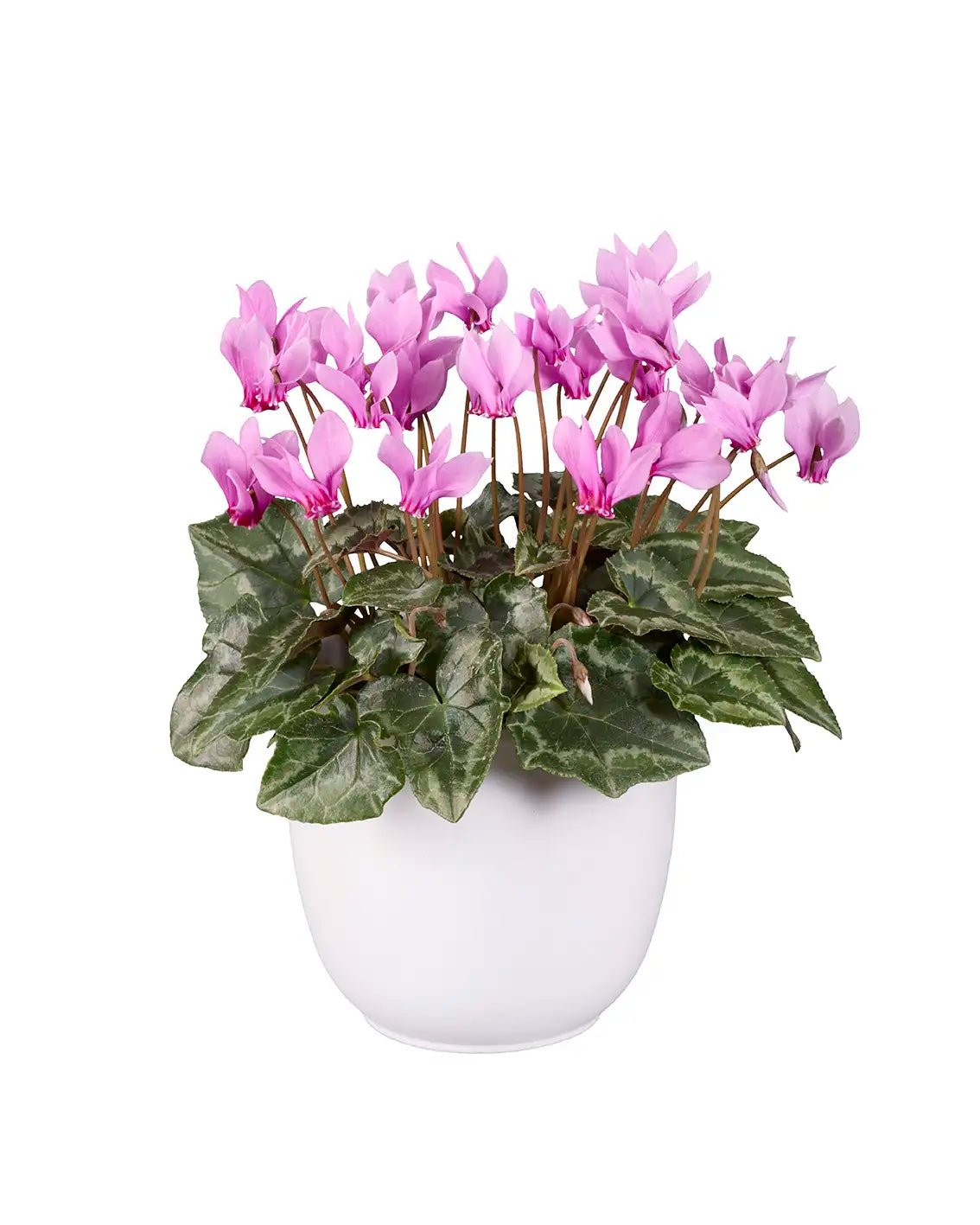 LIFY® Pink classic leaf