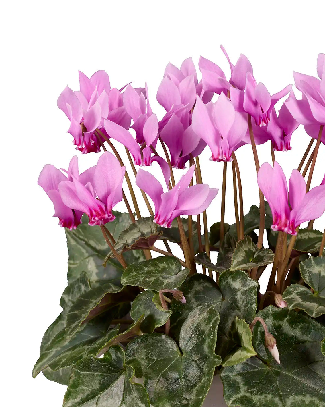 LIFY® Pink classic leaf