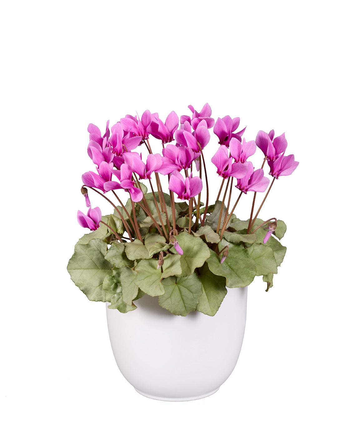 Cyclamen hederifolium