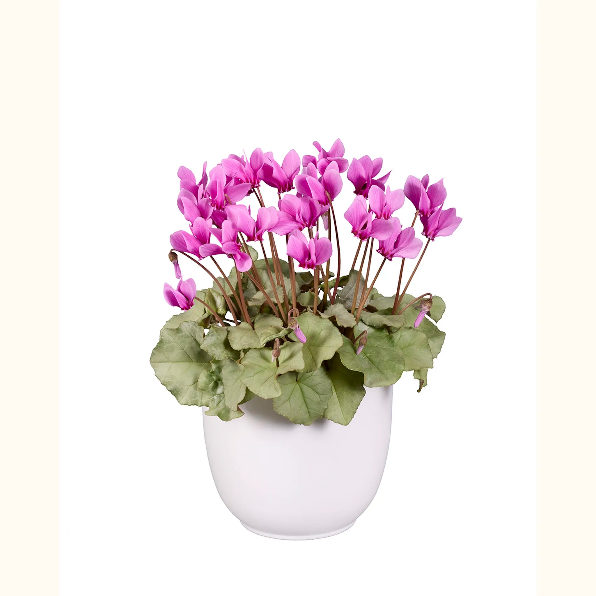 Cyclamen hederifolium