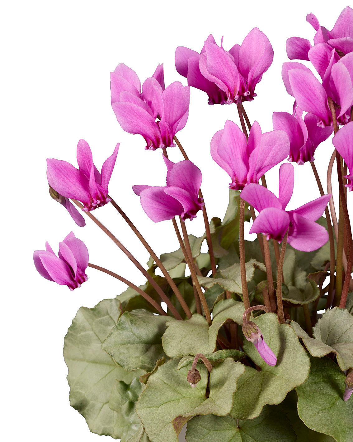 Cyclamen hederifolium