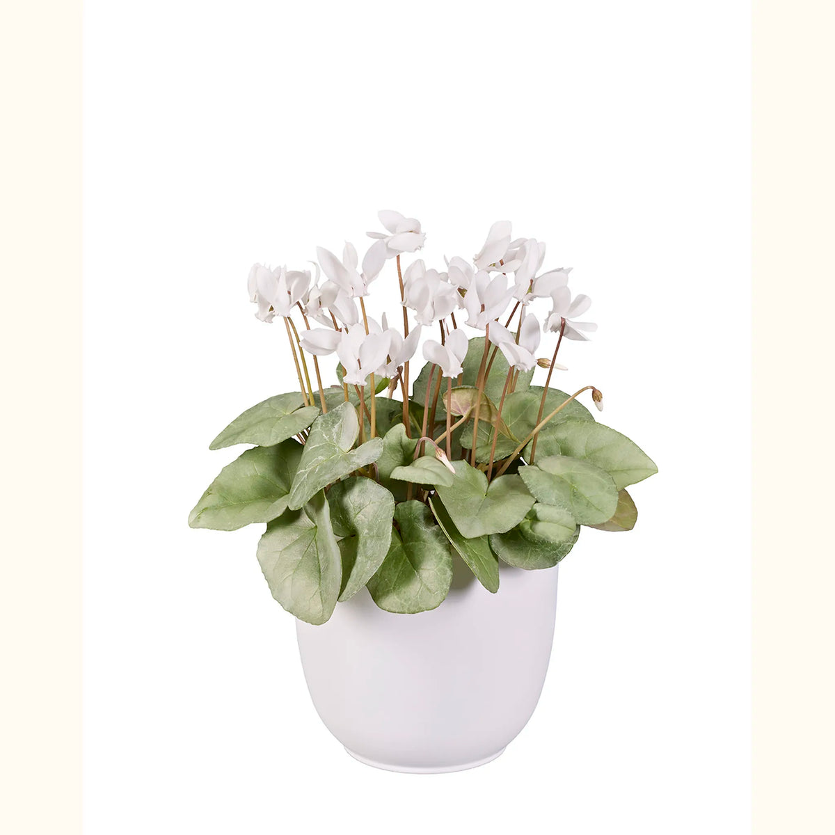 Cyclamen hederifolium