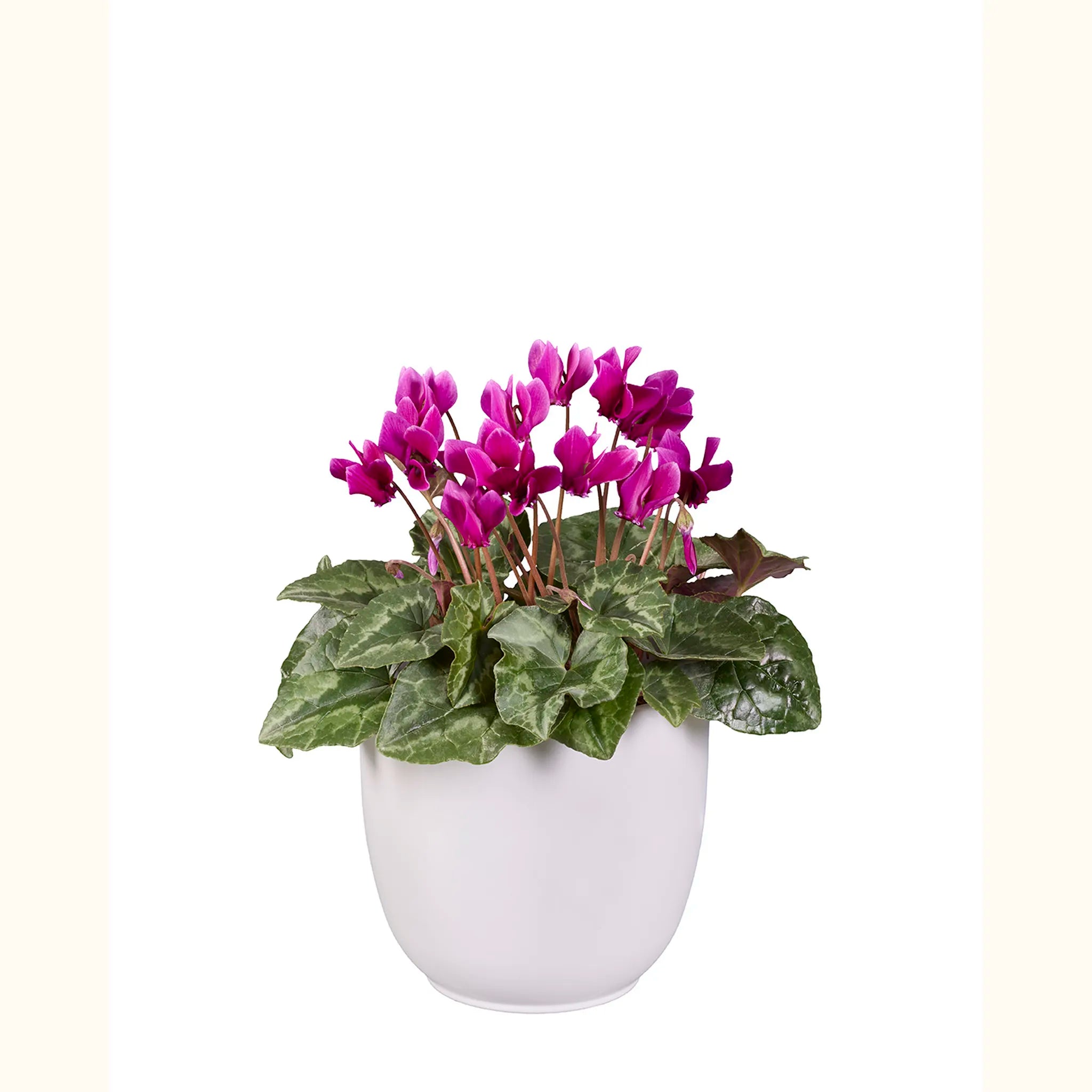 Cyclamen hederifolium